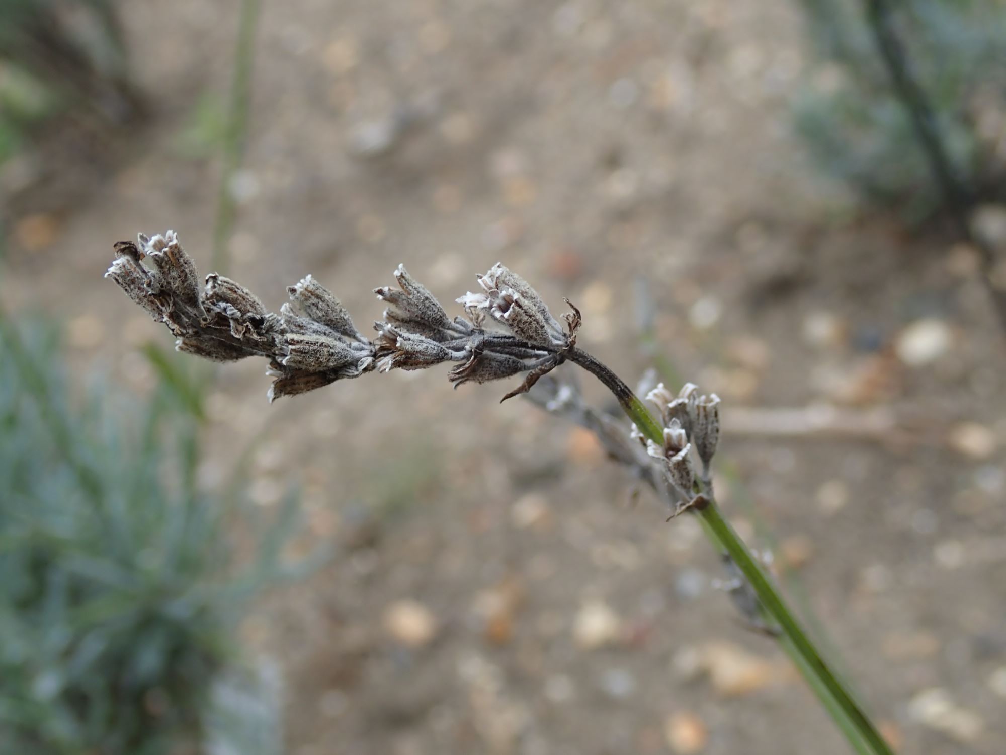Image of Lavandula angustifolia subsp. pyrenaica