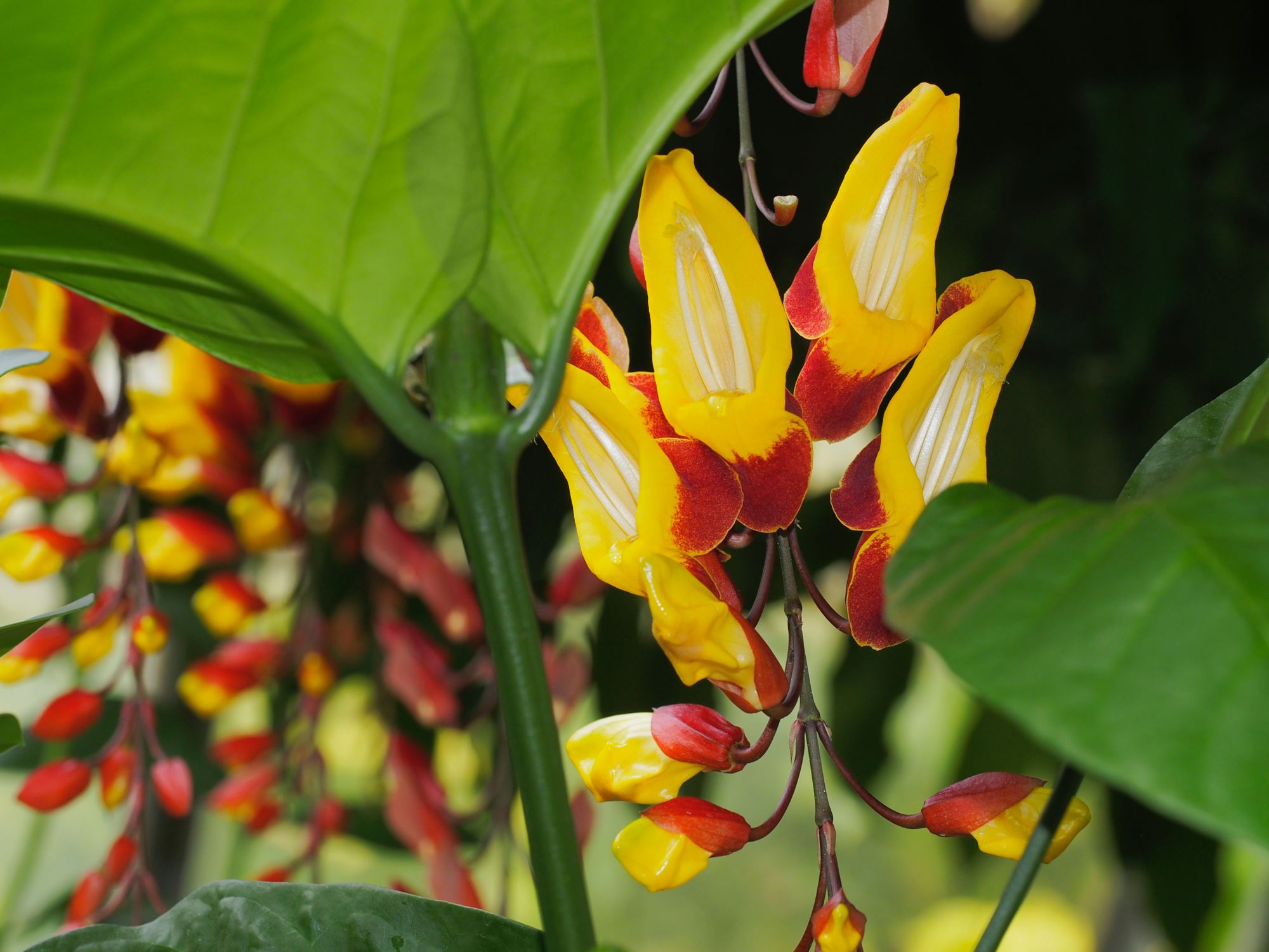 Image of Thunbergia mysorensis