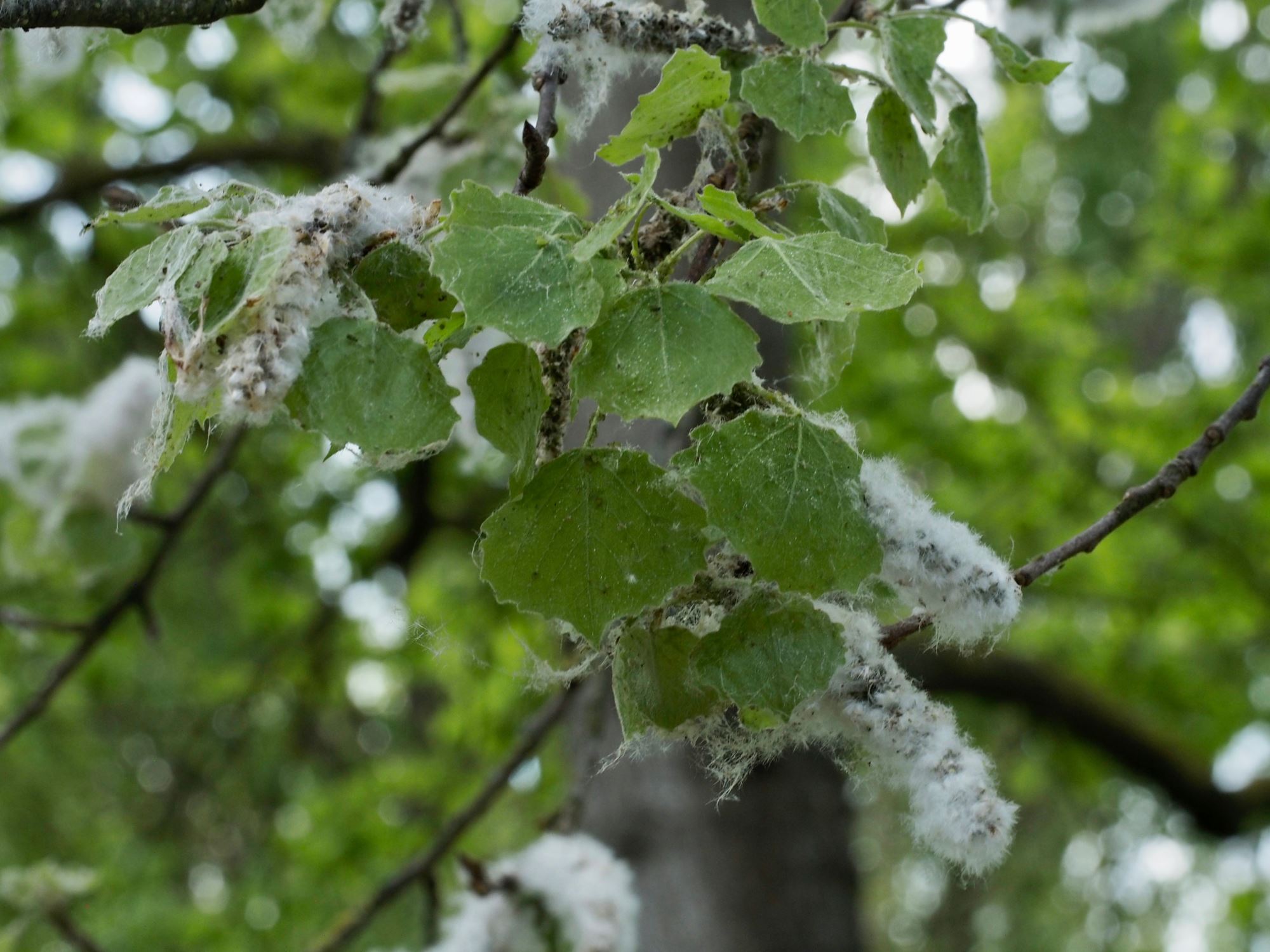 Image of Populus tremula
