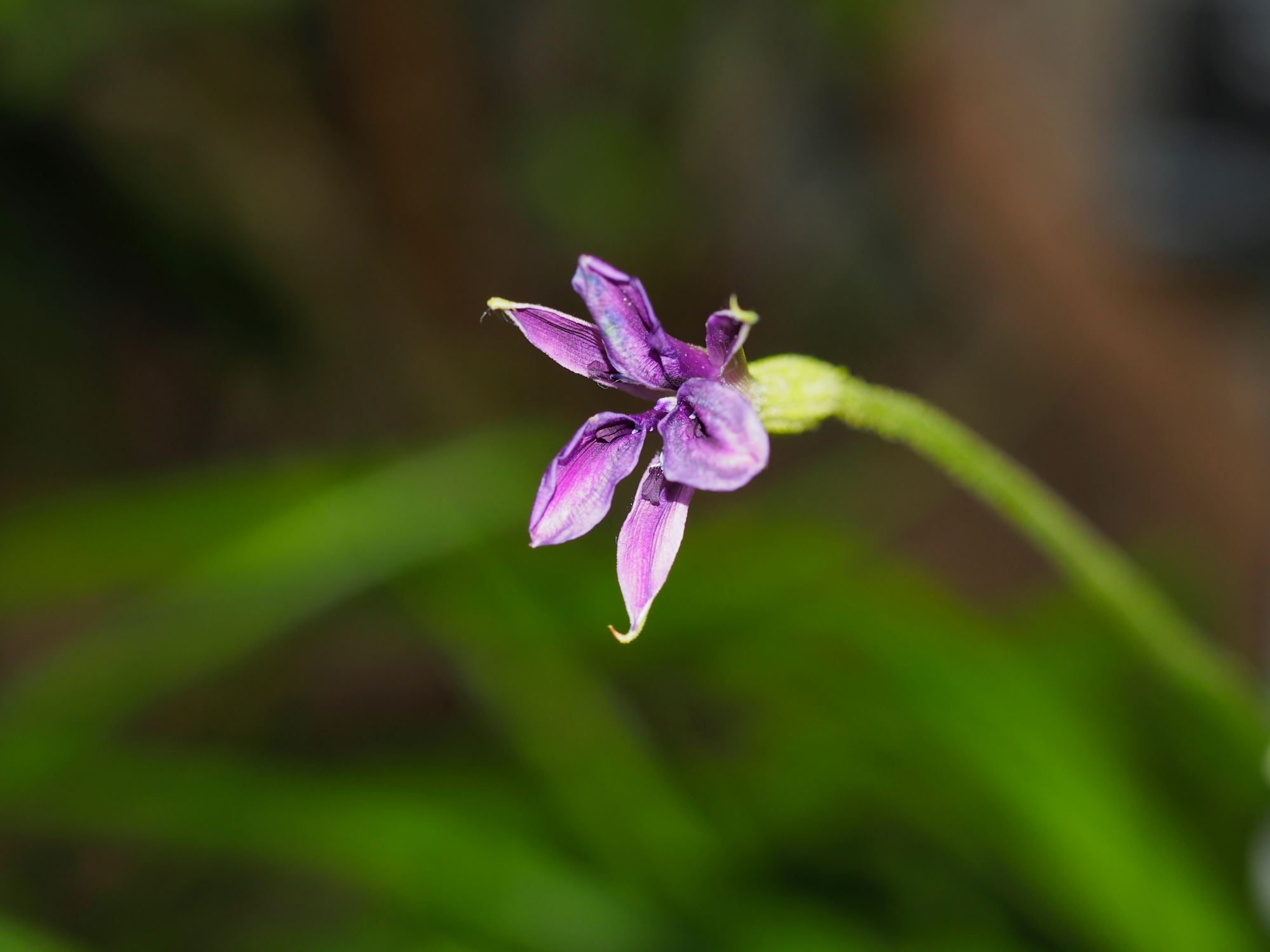 Image of Barbacenia brasiliensis