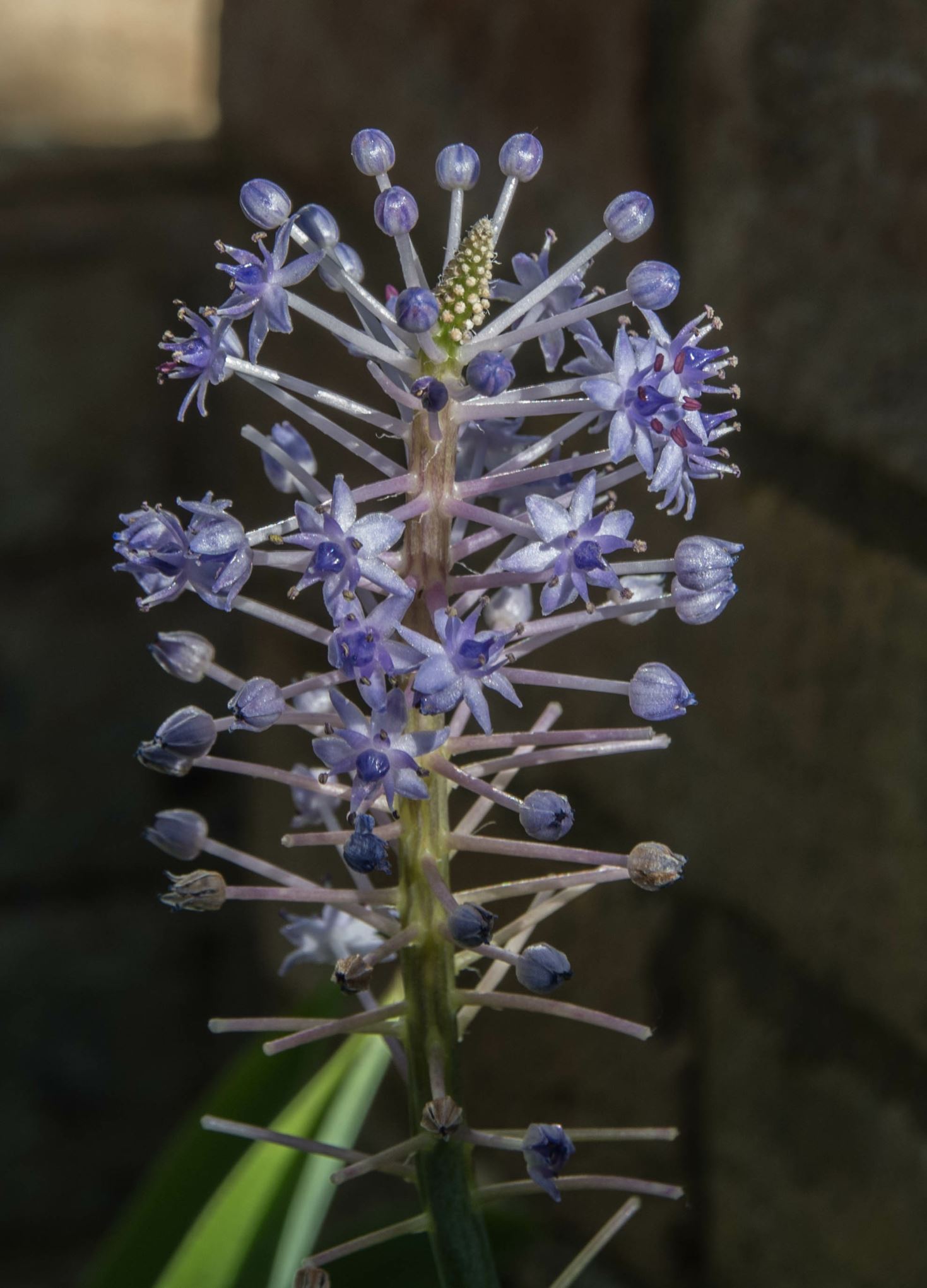 Image of Scilla madeirensis