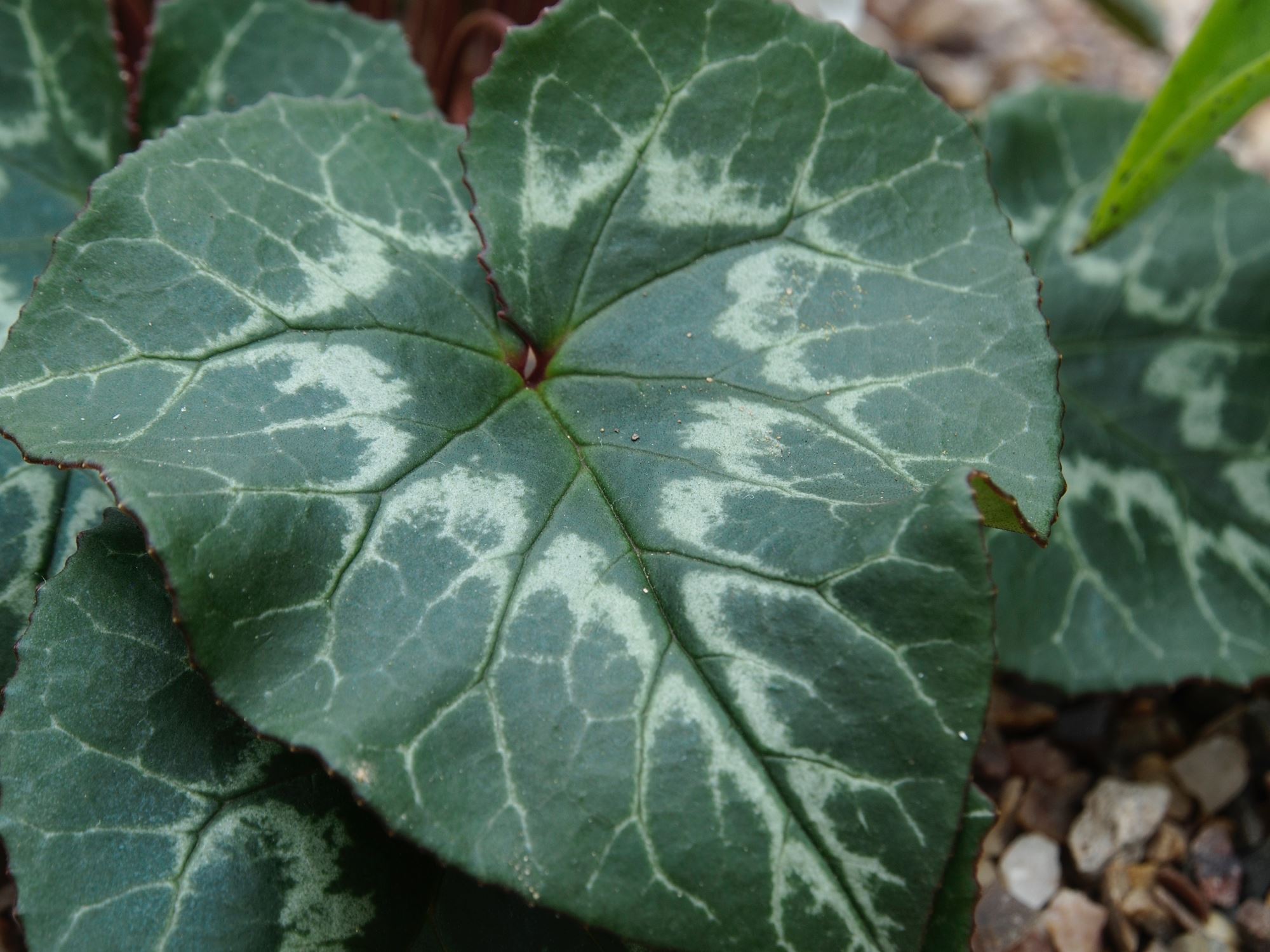 Image of Cyclamen africanum
