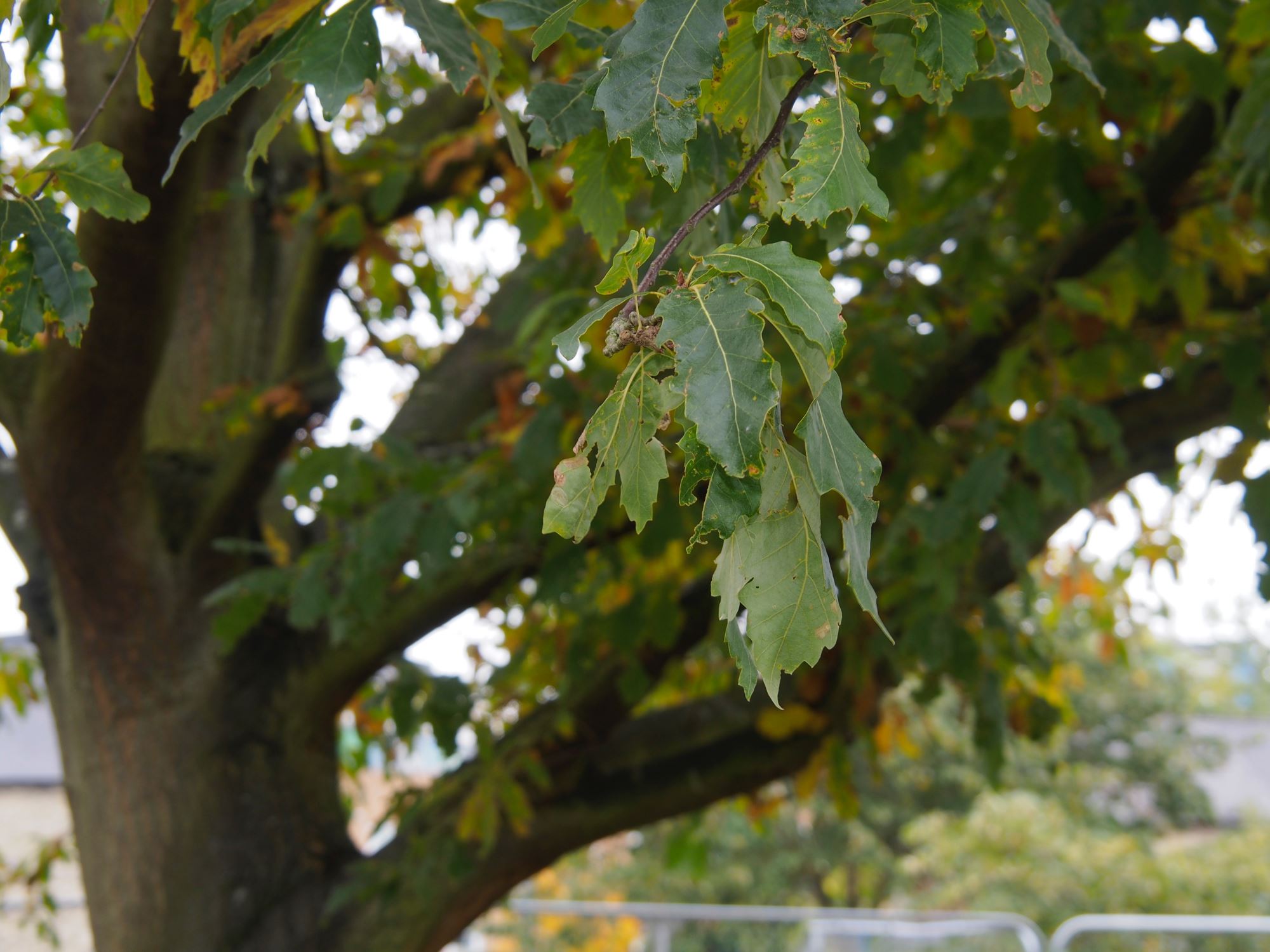 Image of Quercus castaneifolia
