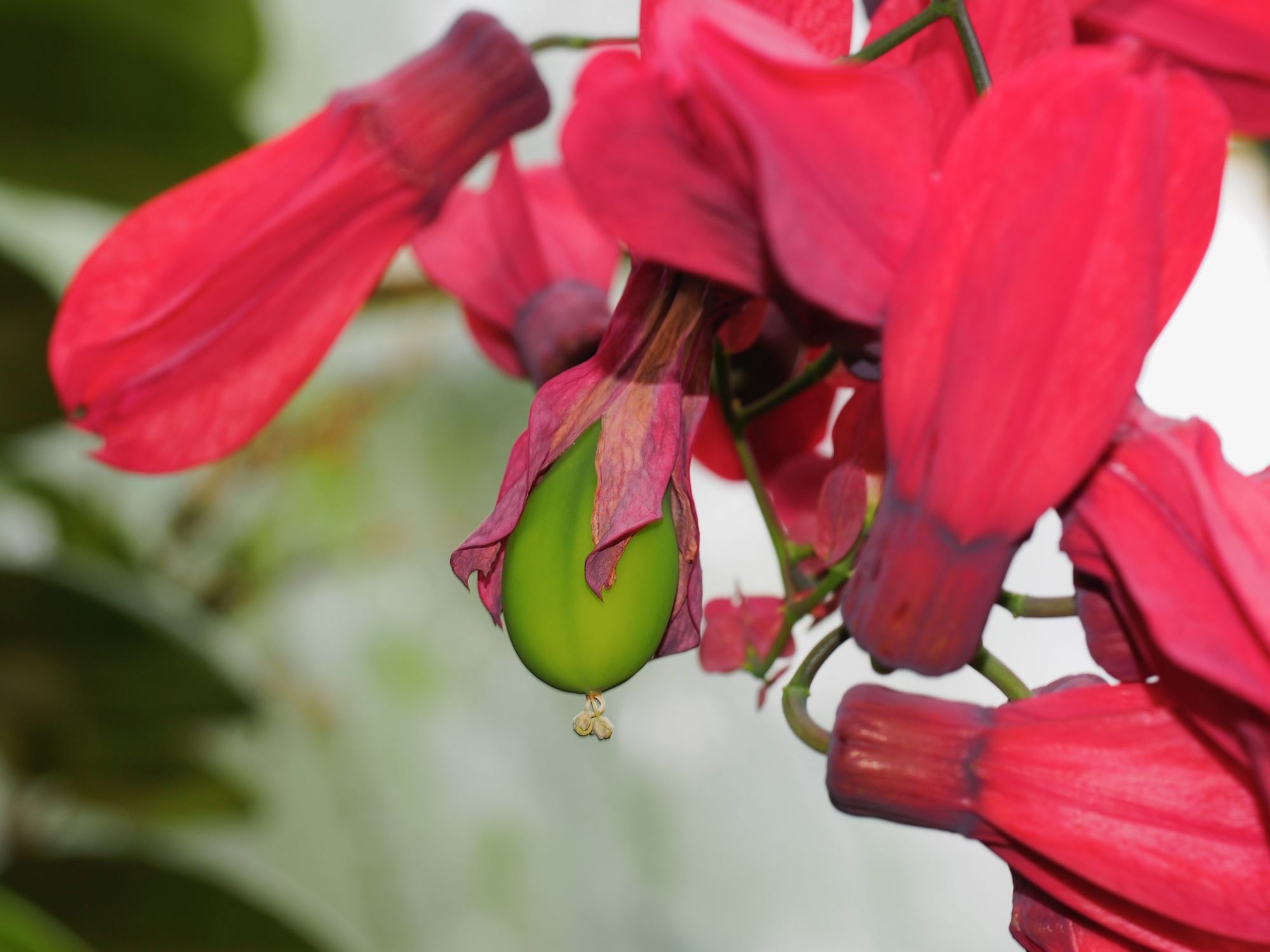 Image of Passiflora racemosa