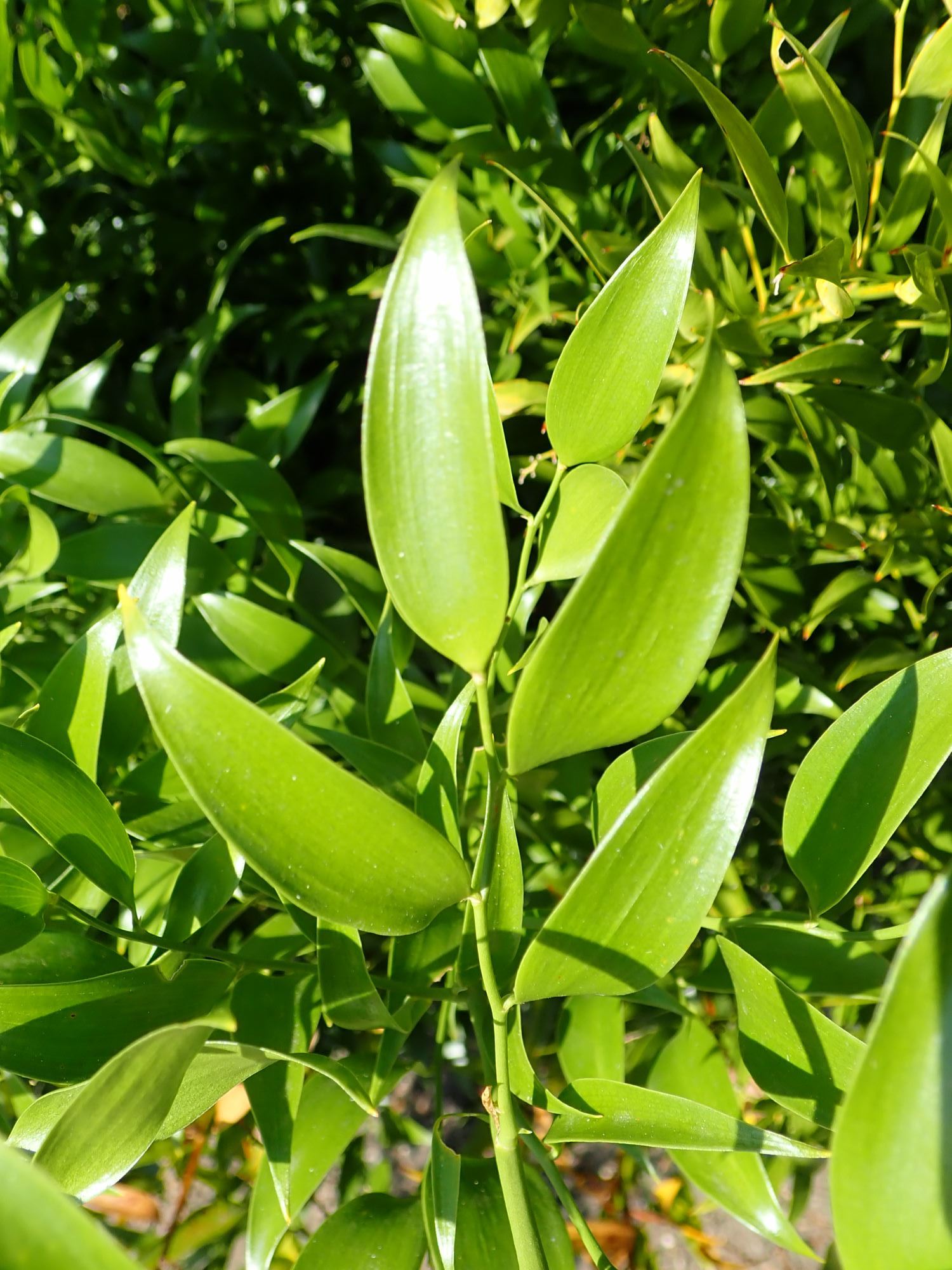 Image of Danae racemosa