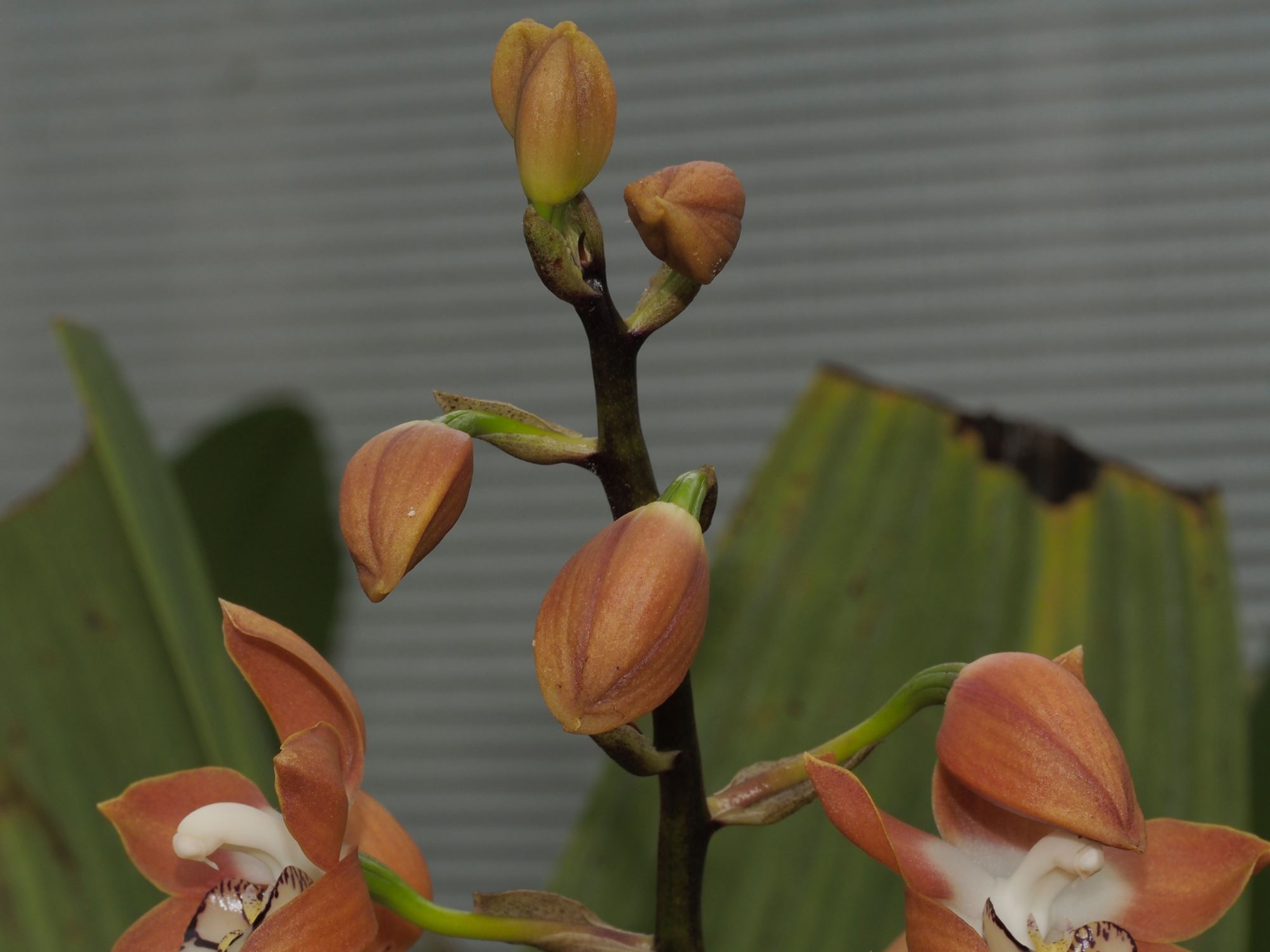 Image of Neomoorea wallisii