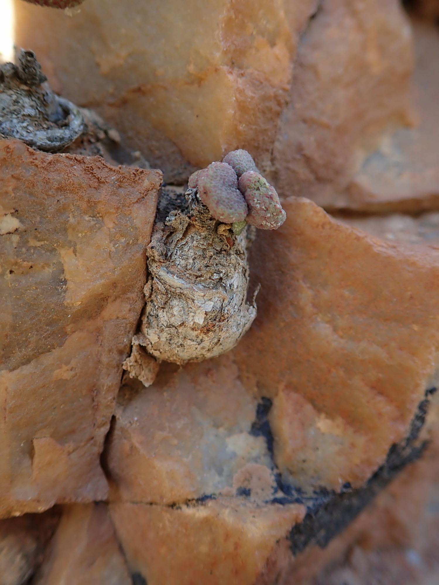 Image of Tylecodon similis