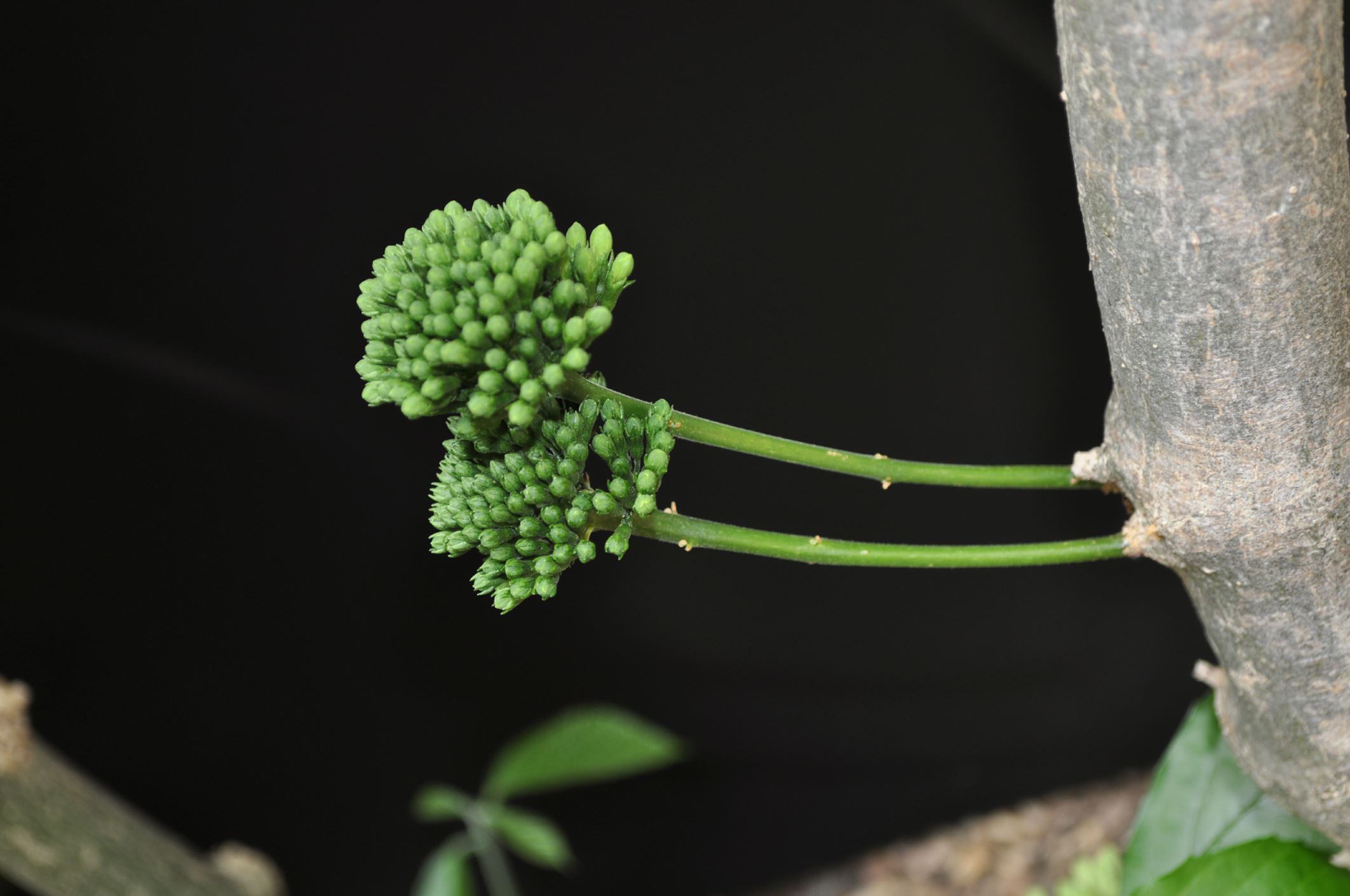 Image of Clerodendrum schweinfurthii