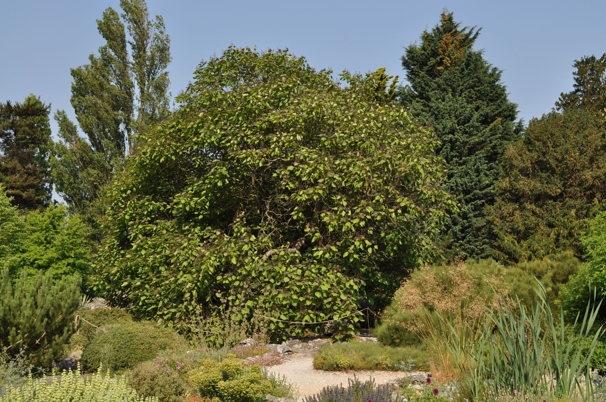 Image of Catalpa Ã— erubescens 'Purpurea'