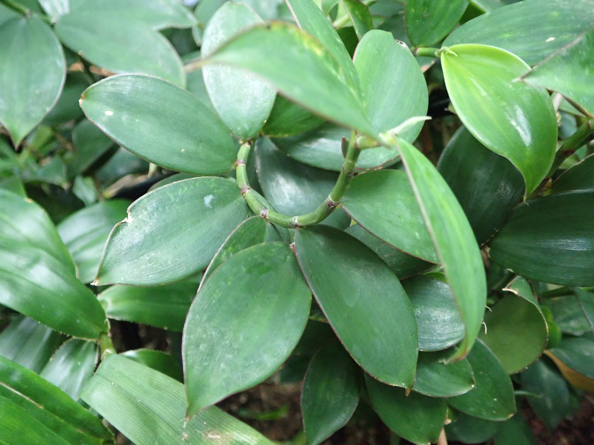 Image of Monocostus uniflorus