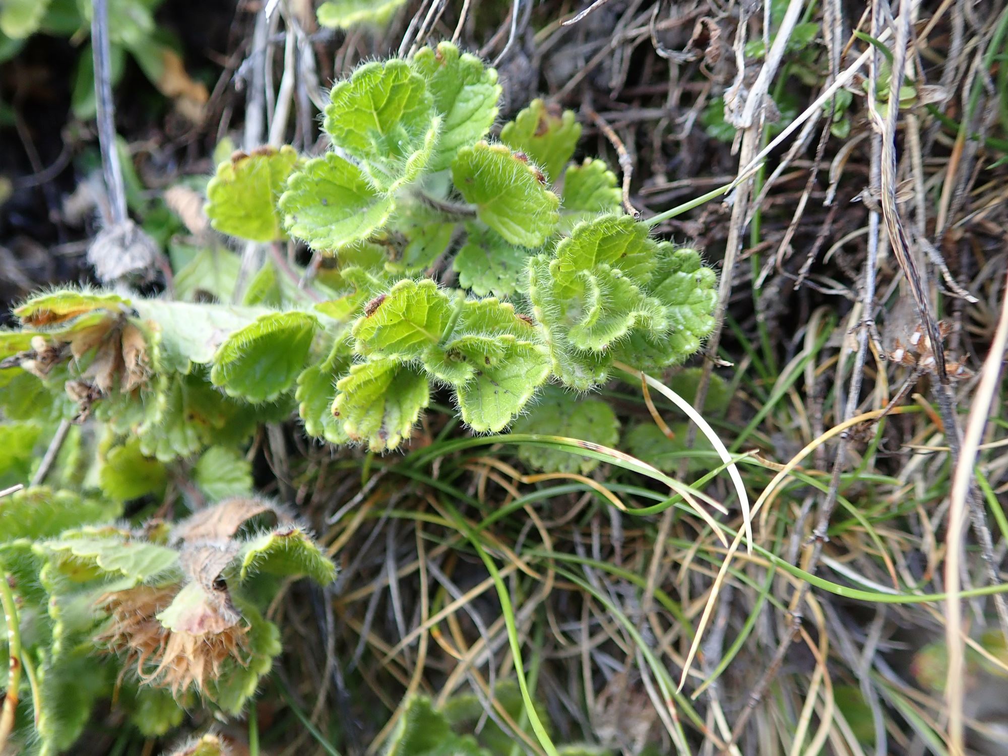 Image of Teucrium pyrenaicum