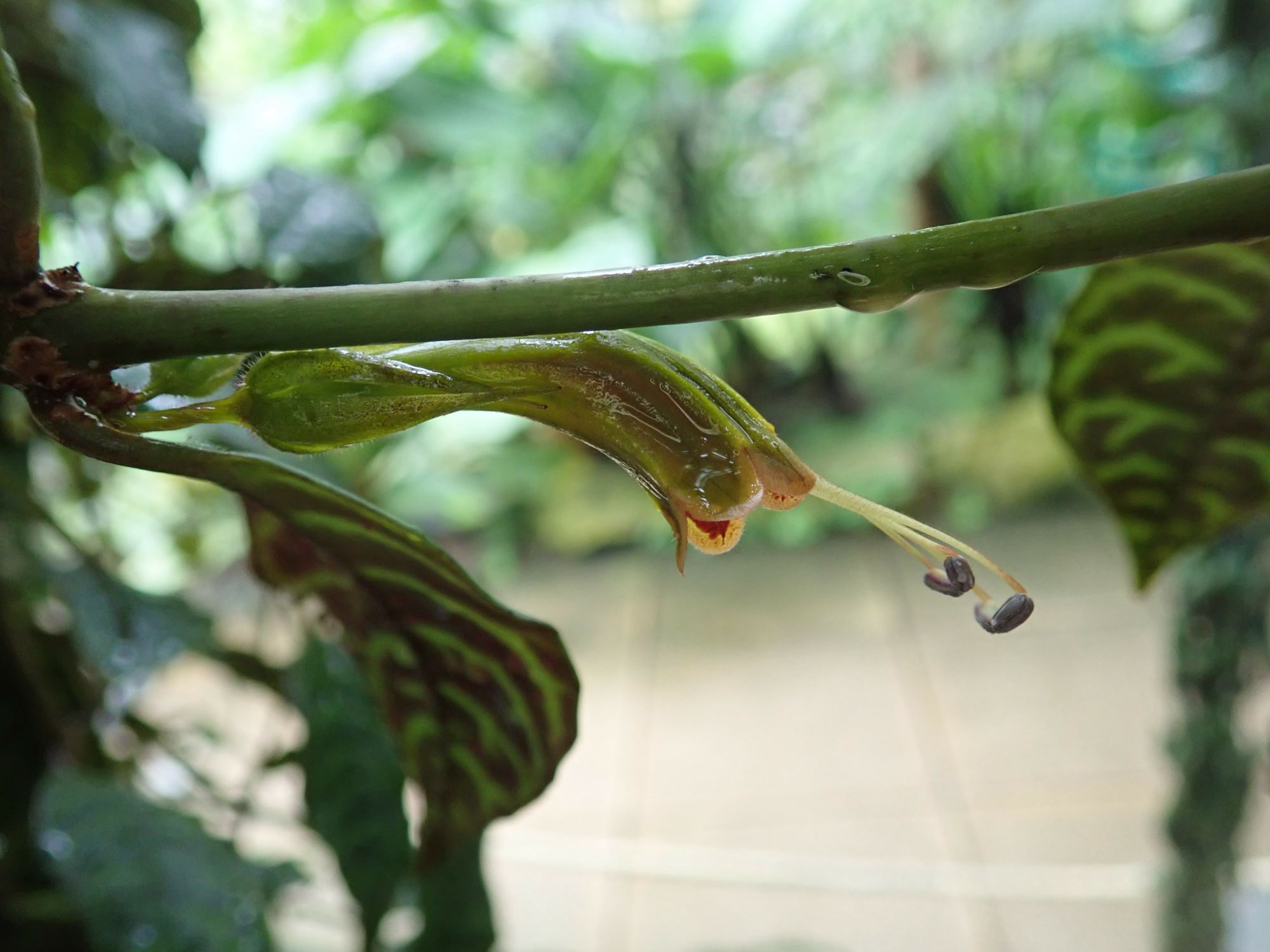 Image of Aeschynanthus longicaulis