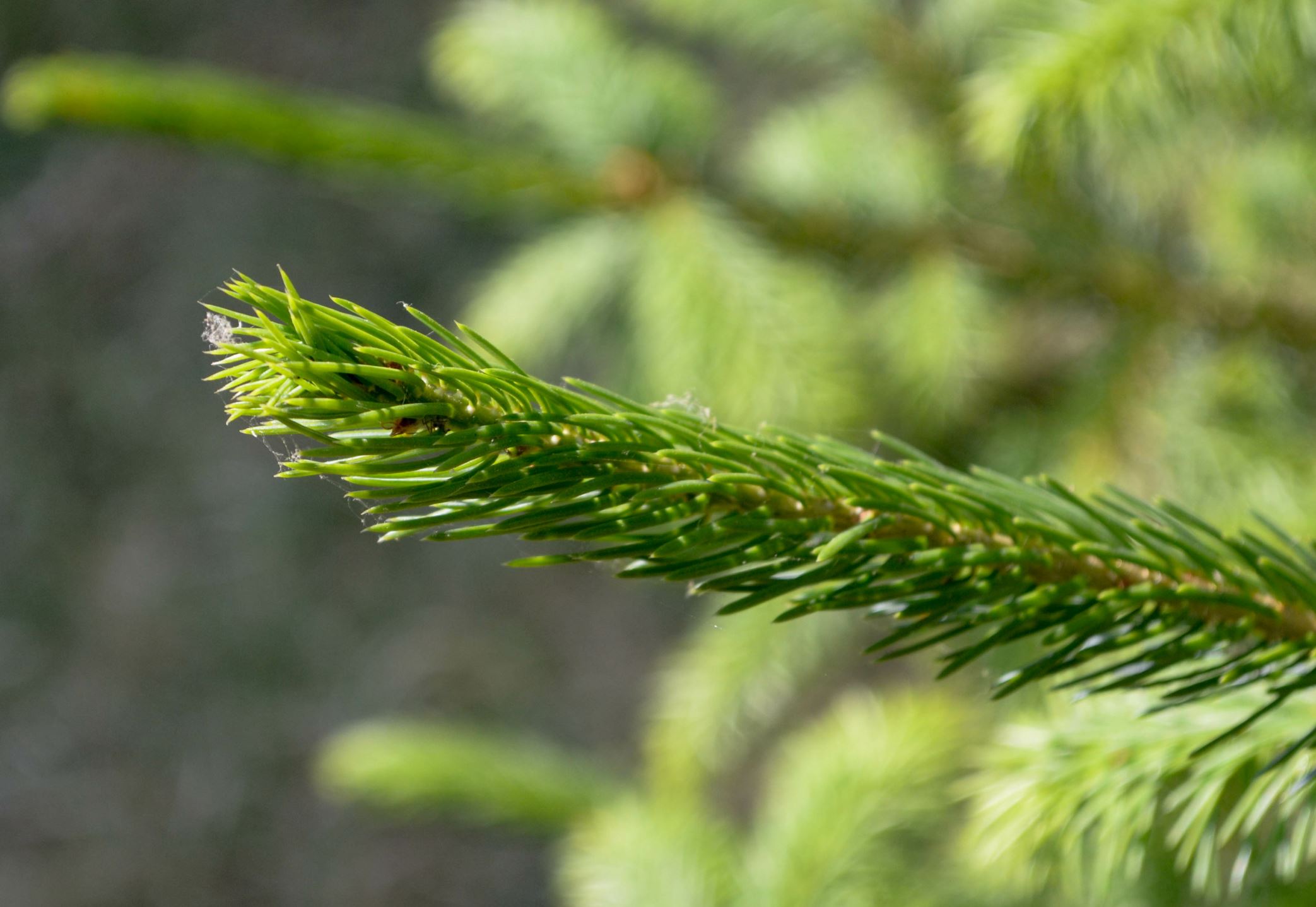 Image of Picea omorika