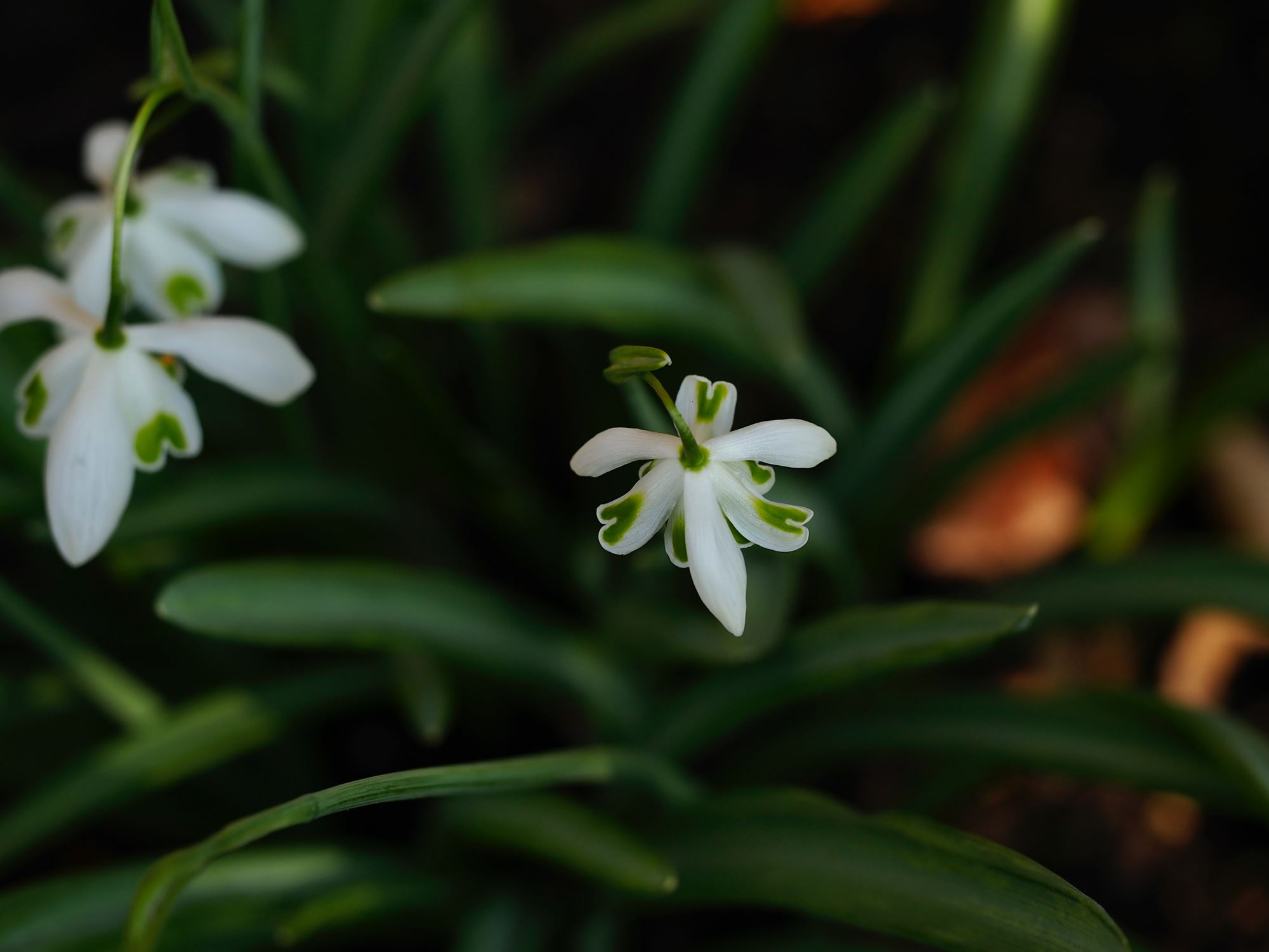 Image of Galanthus 'Ophelia'