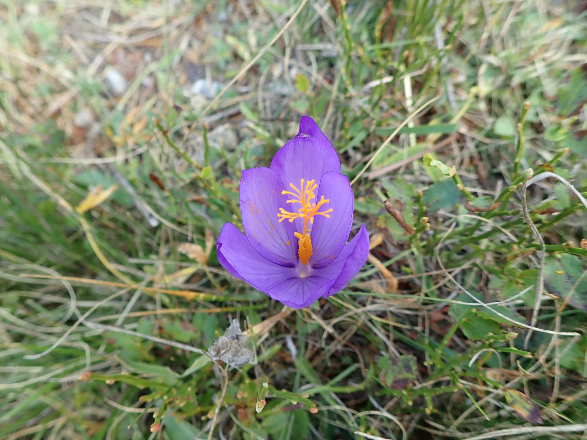 Image of Crocus vernus