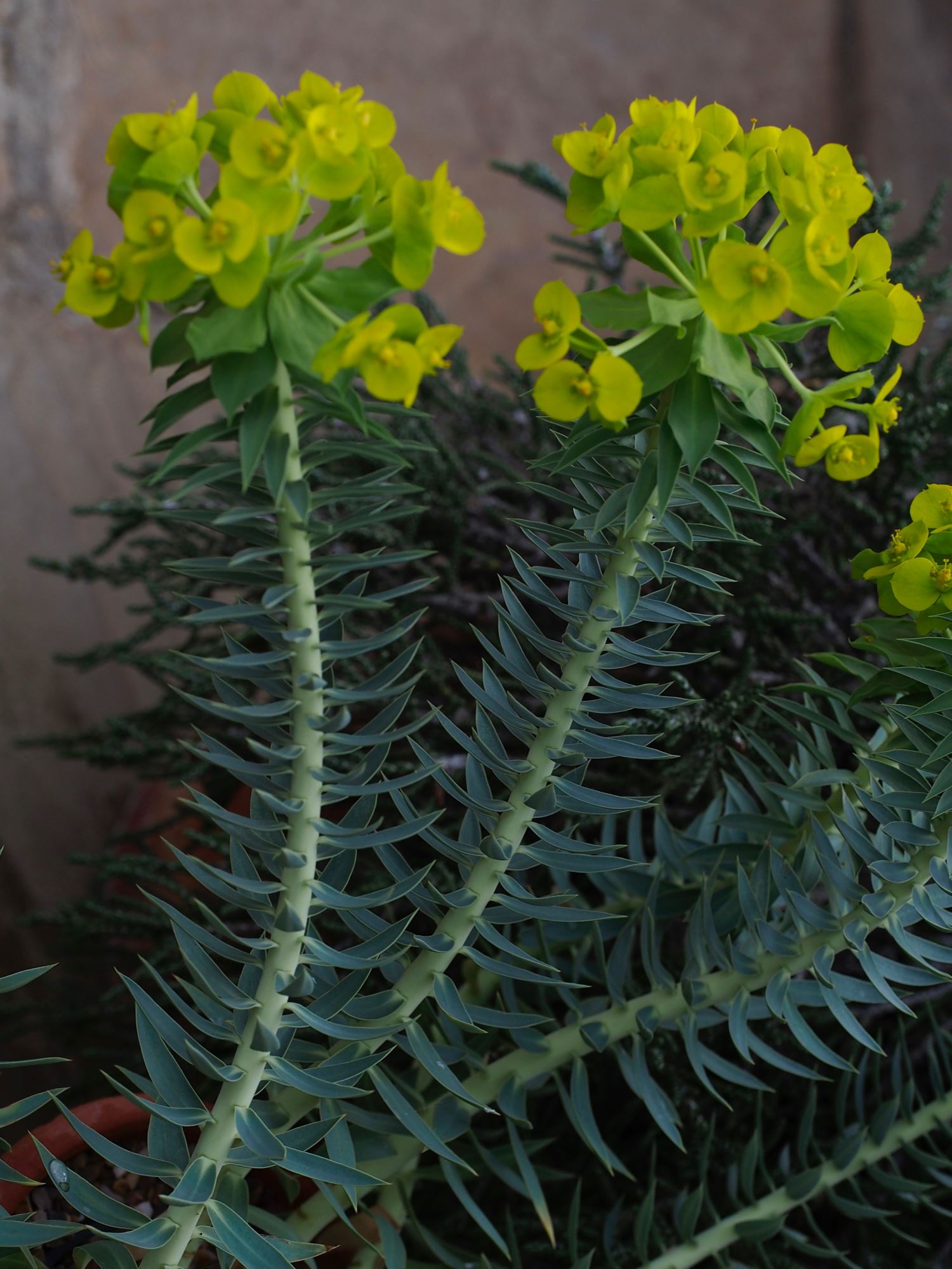 Image of Euphorbia rigida