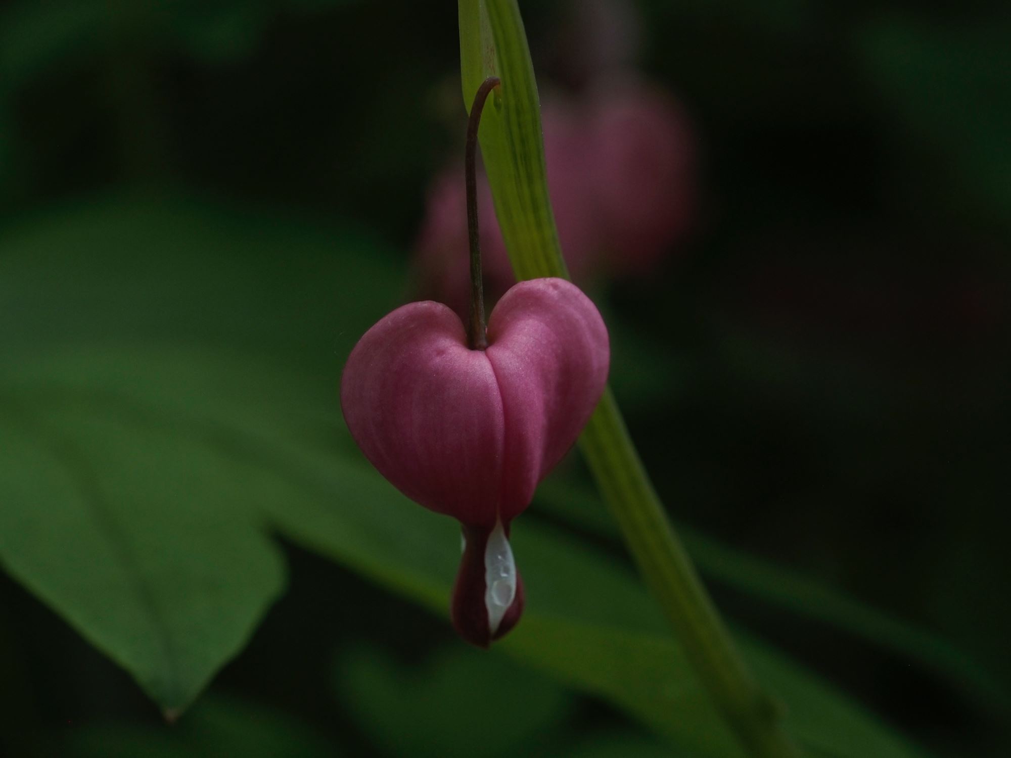 Image of Lamprocapnos spectabilis