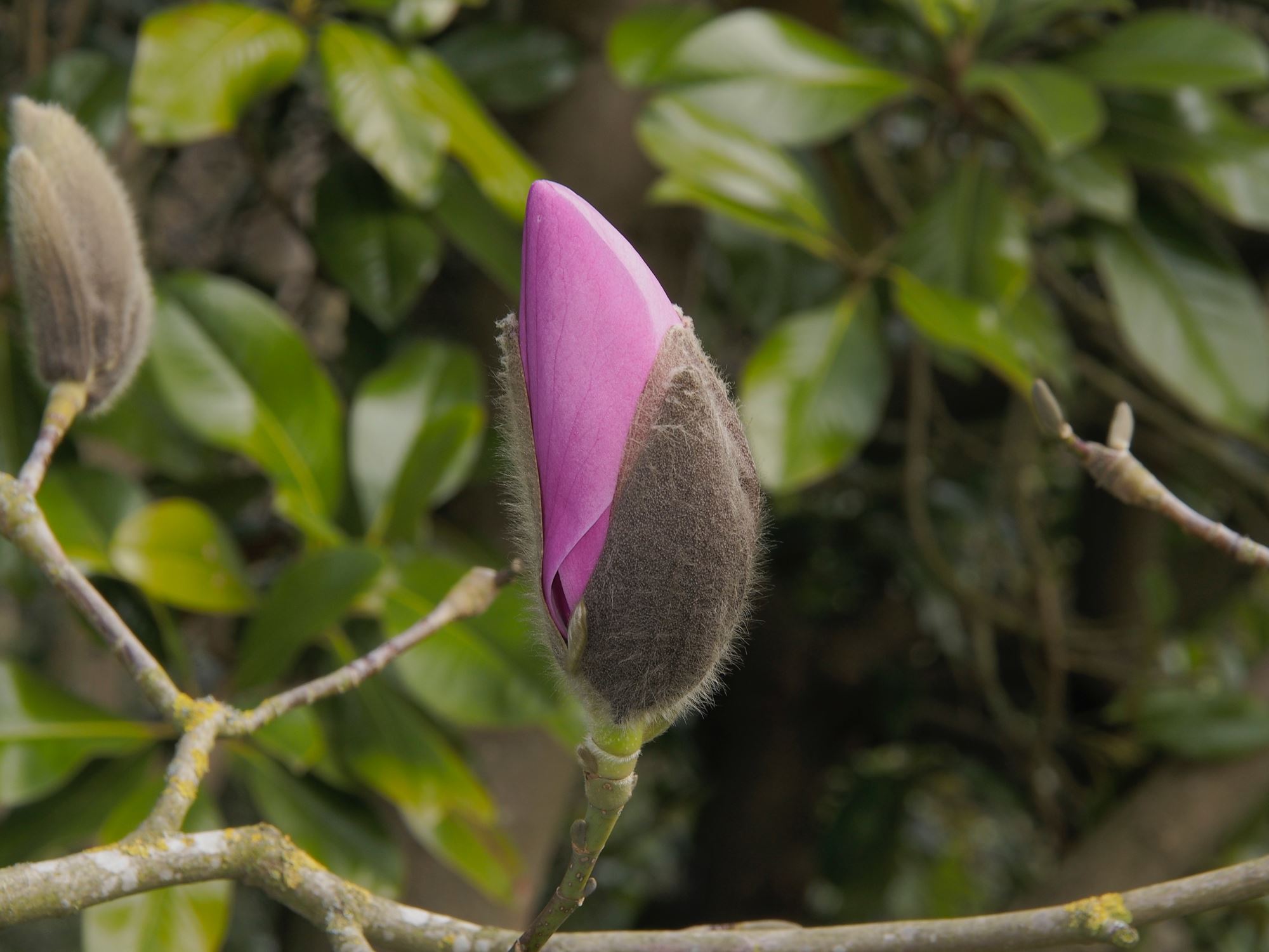 Image of Magnolia sprengeri 'Diva'
