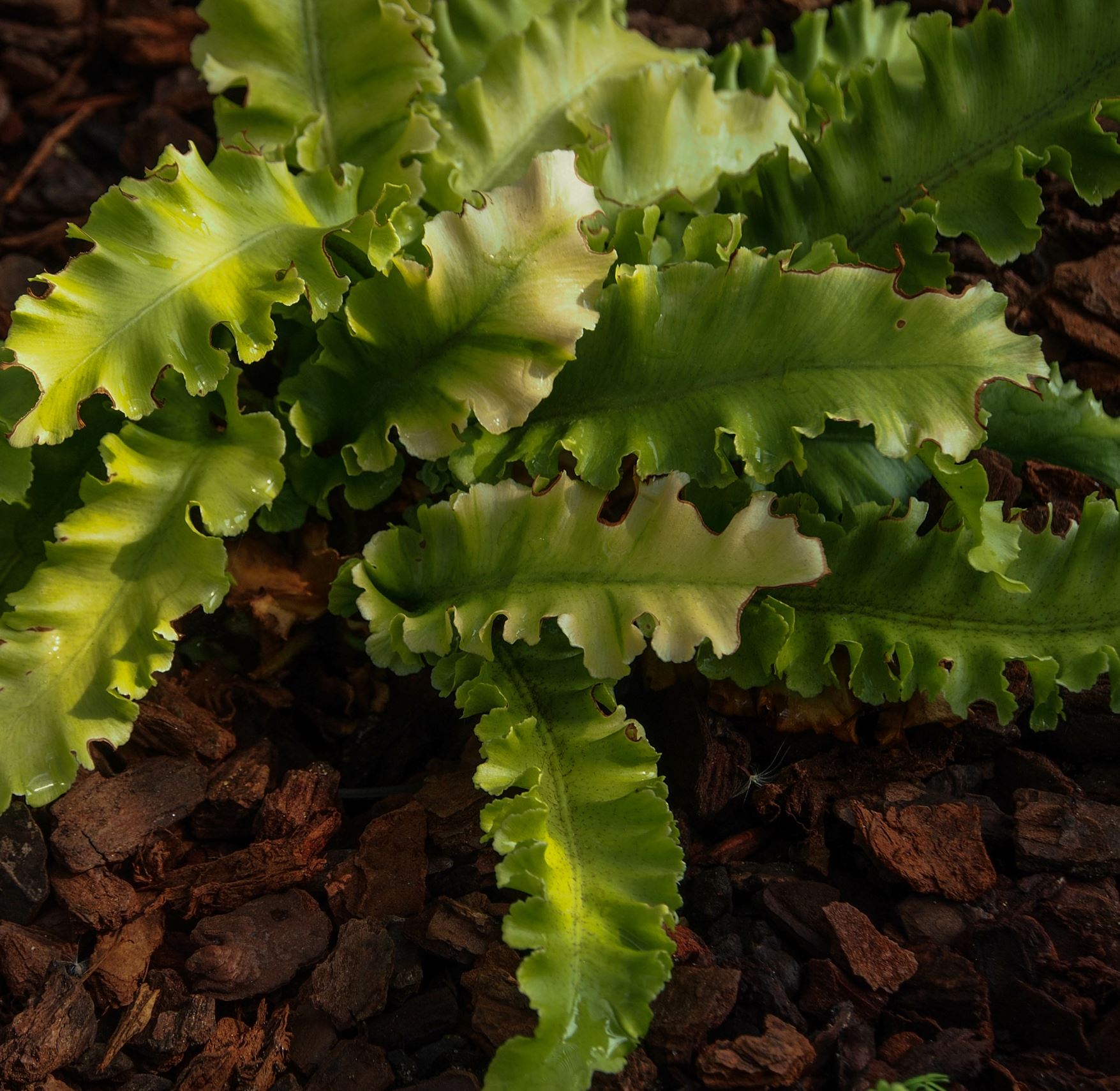 Image of Asplenium scolopendrium Crispum Group