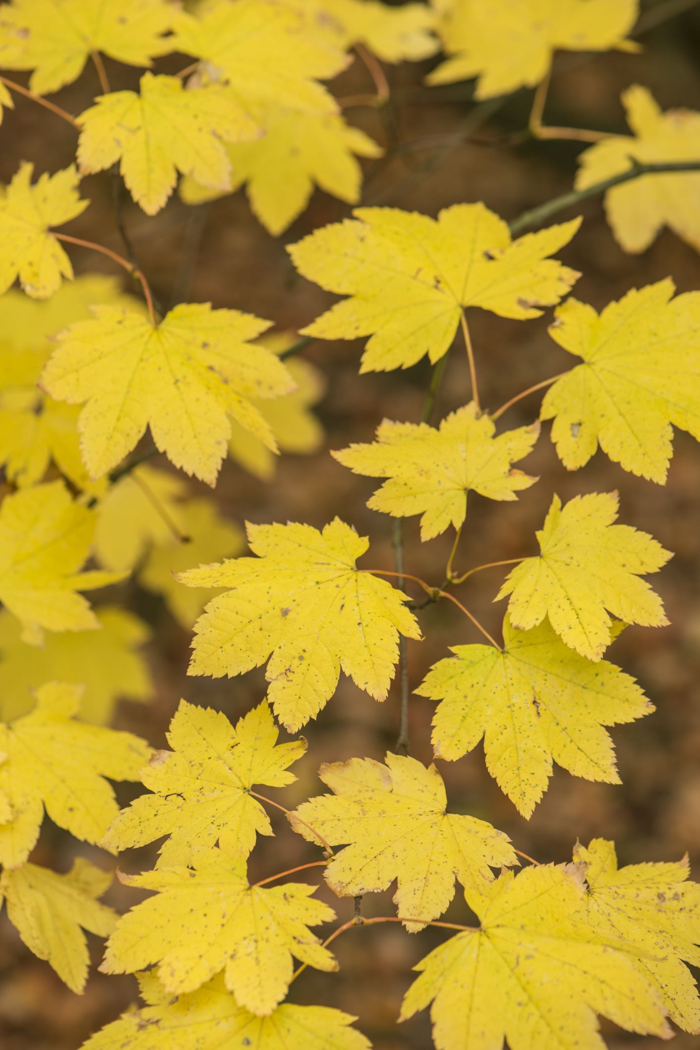 Image of Acer circinatum