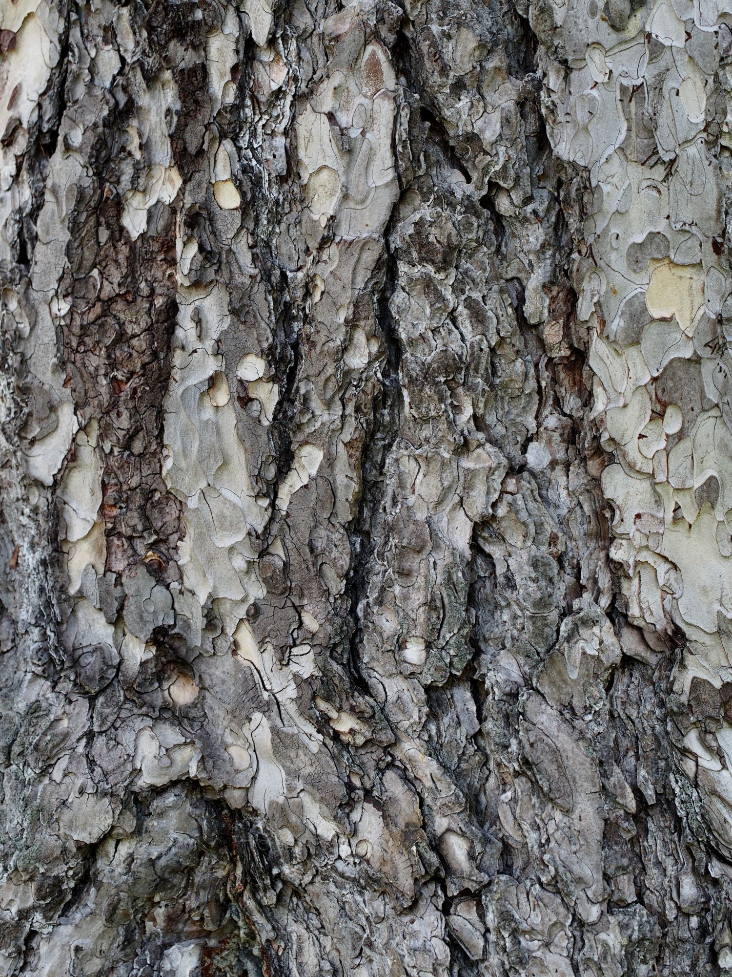 Image of Pinus nigra subsp. laricio