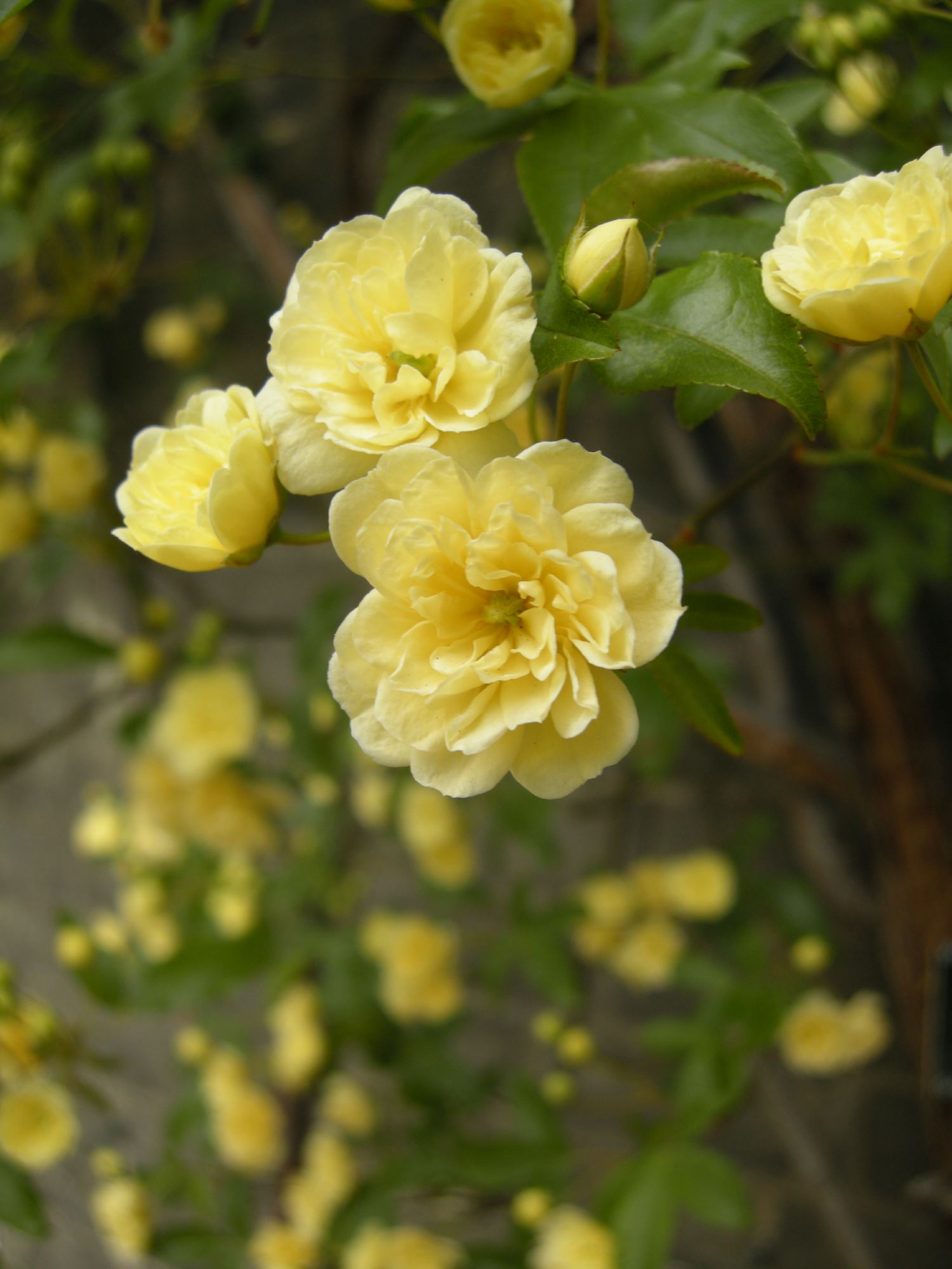 Image of Rosa banksiae 'Lutea'