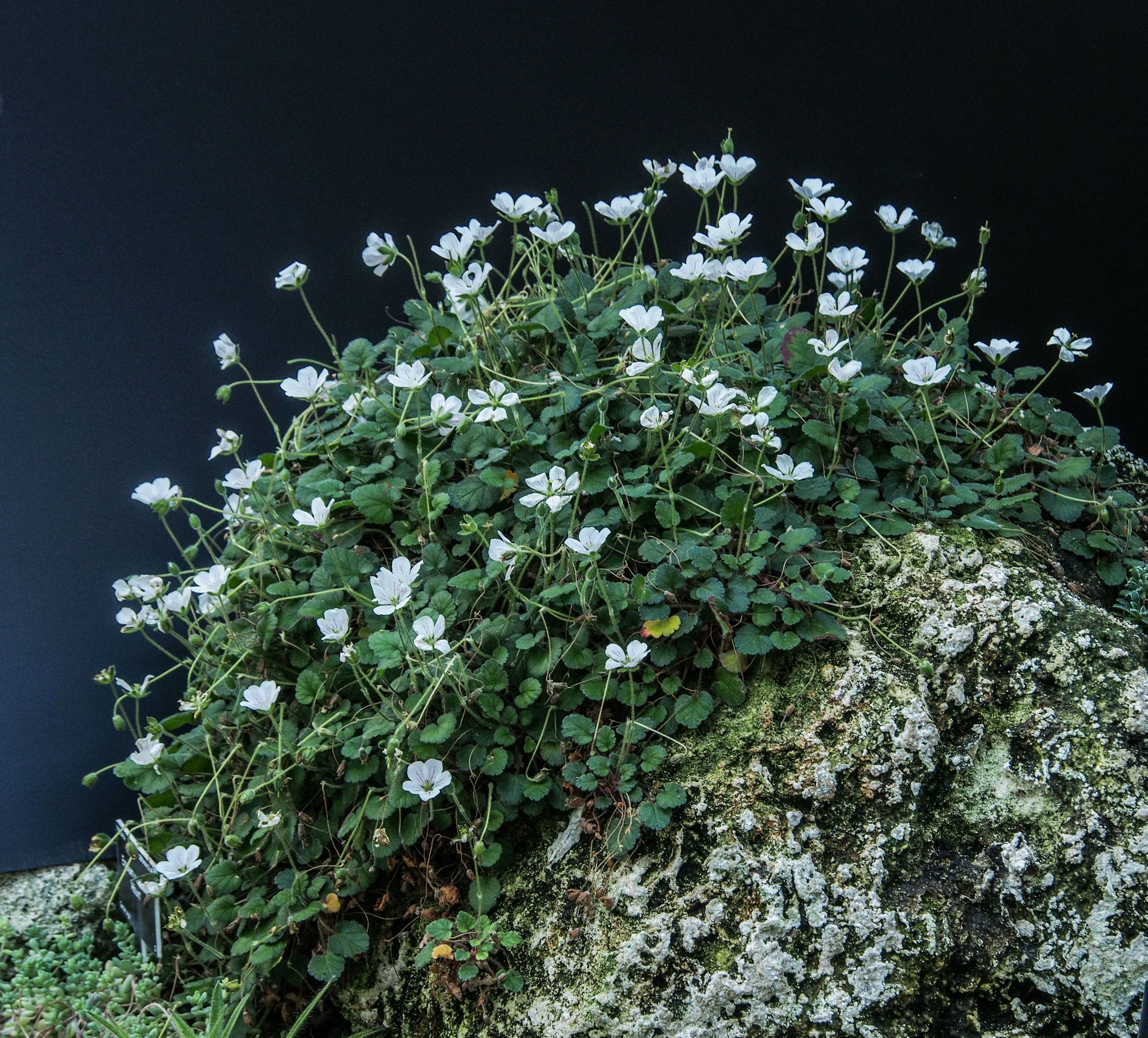 Image of Erodium Ã— variabile 'Album'