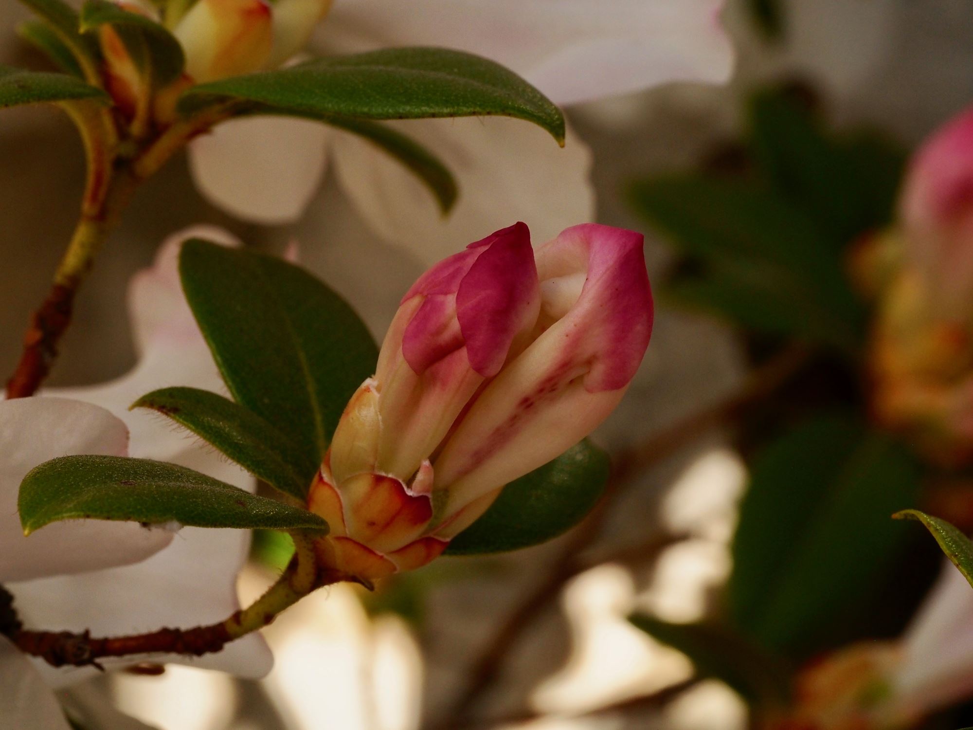 Image of Rhododendron ciliatum