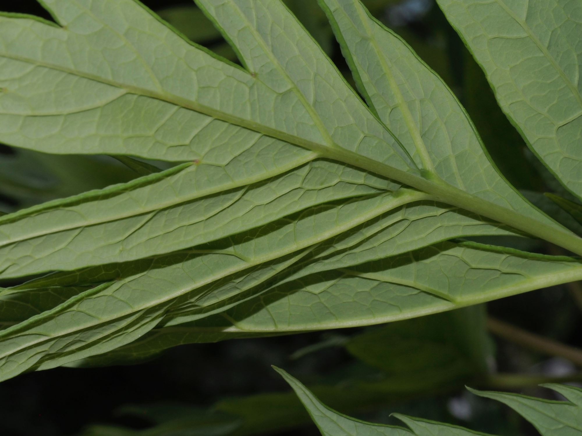 Image of Paeonia ludlowii