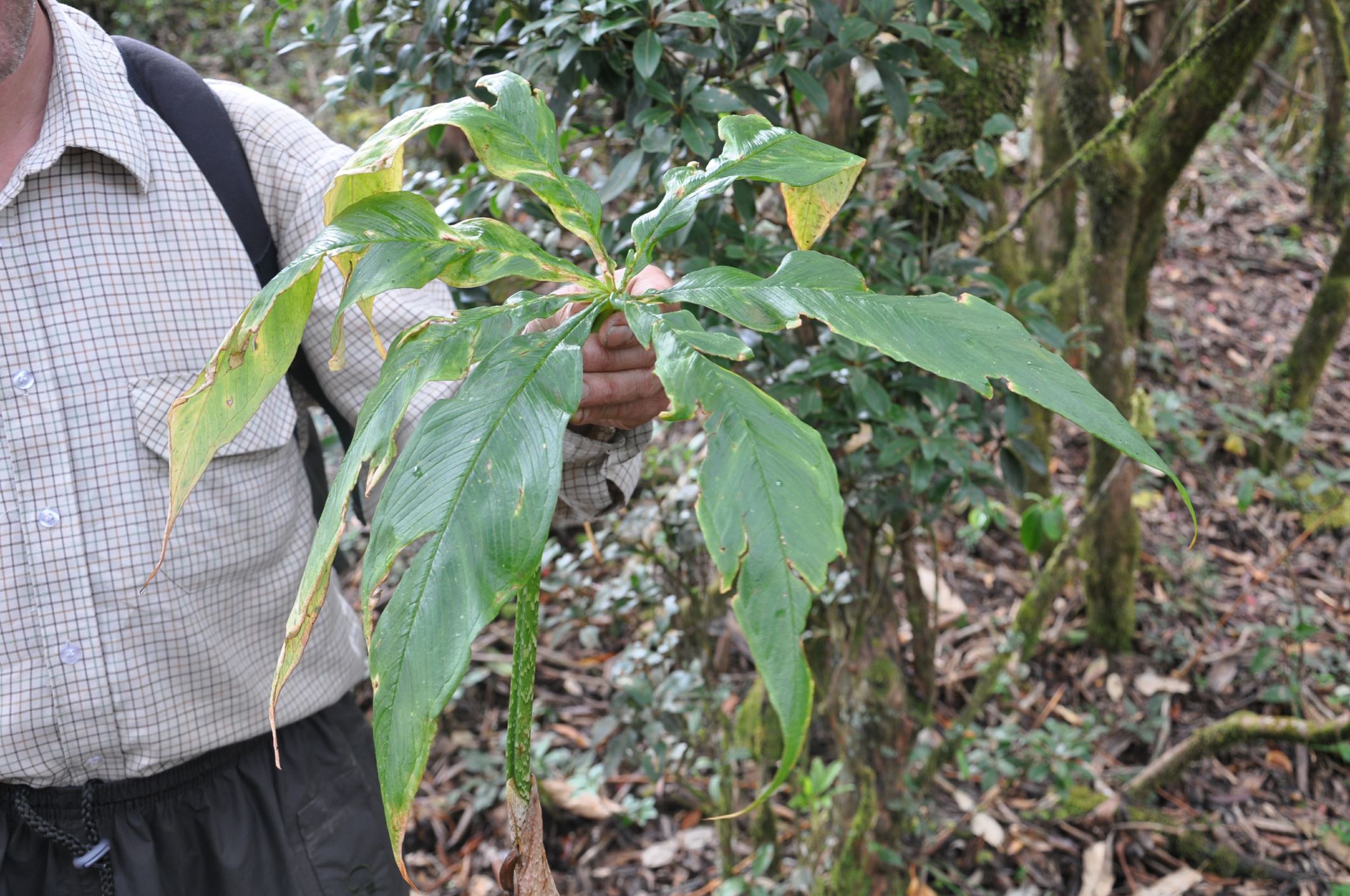 Image of Arisaema sp.