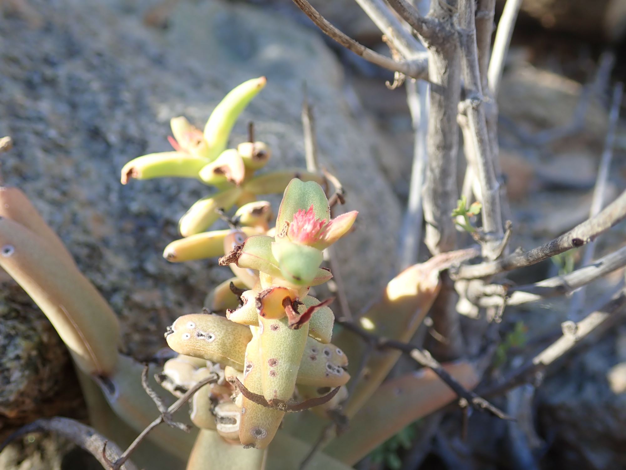 Image of Crassula fusca
