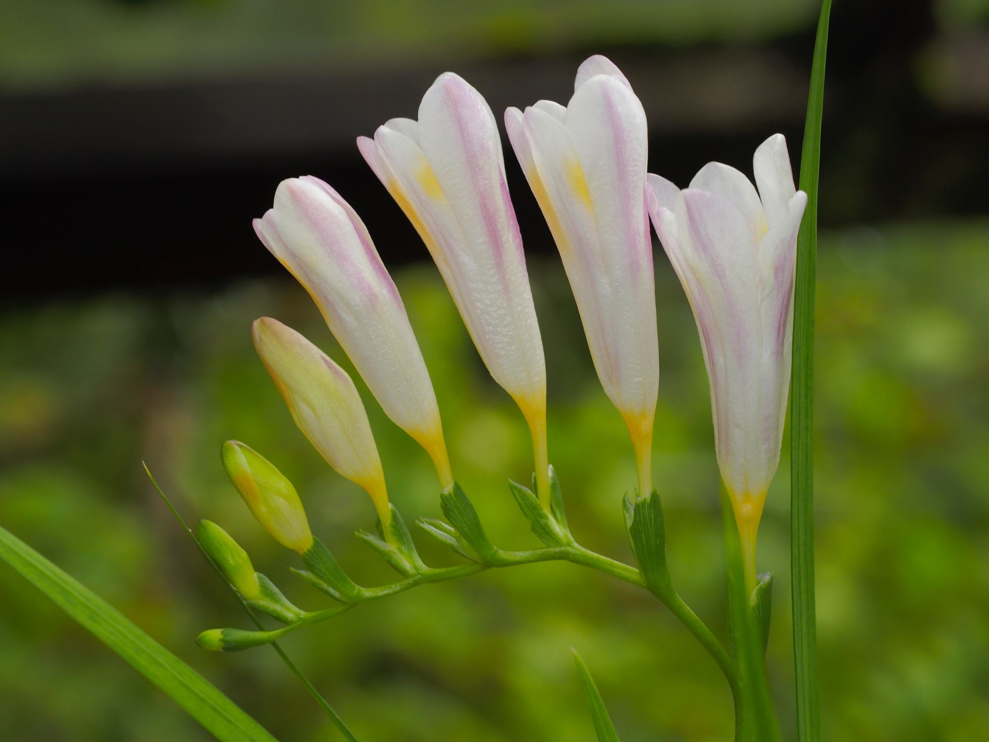 Image of Freesia caryophyllacea