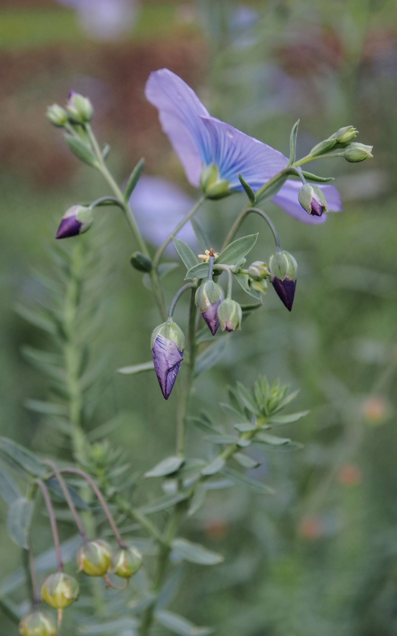 Image of Linum perenne