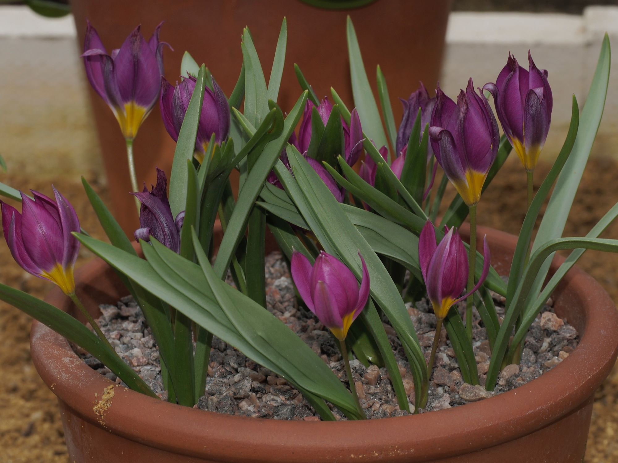 Image of Tulipa humilis Pulchella Group