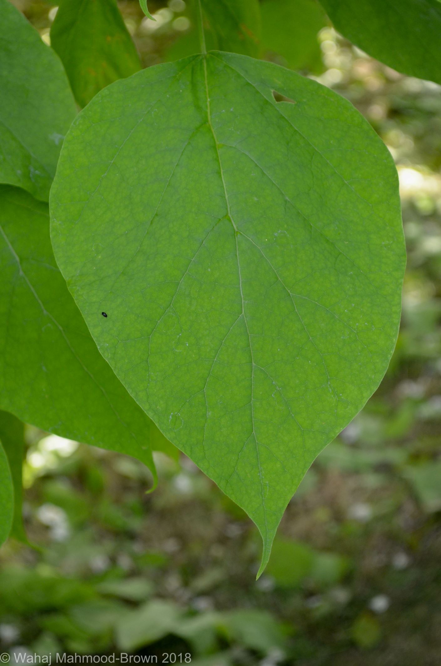 Image of Catalpa speciosa