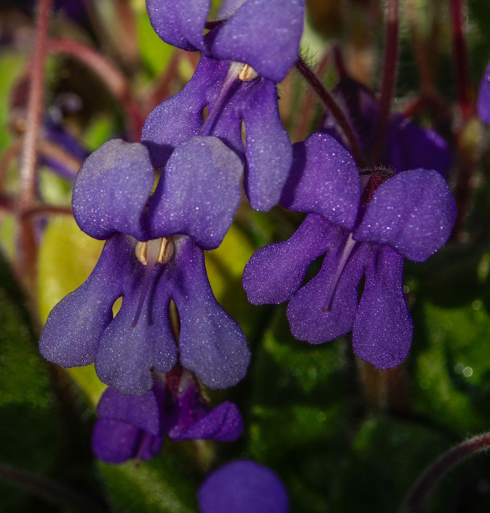 Image of Petrocosmea flaccida
