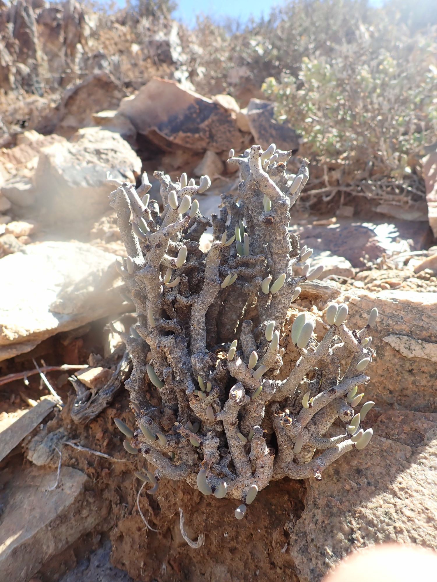 Image of Tylecodon buchholzianus
