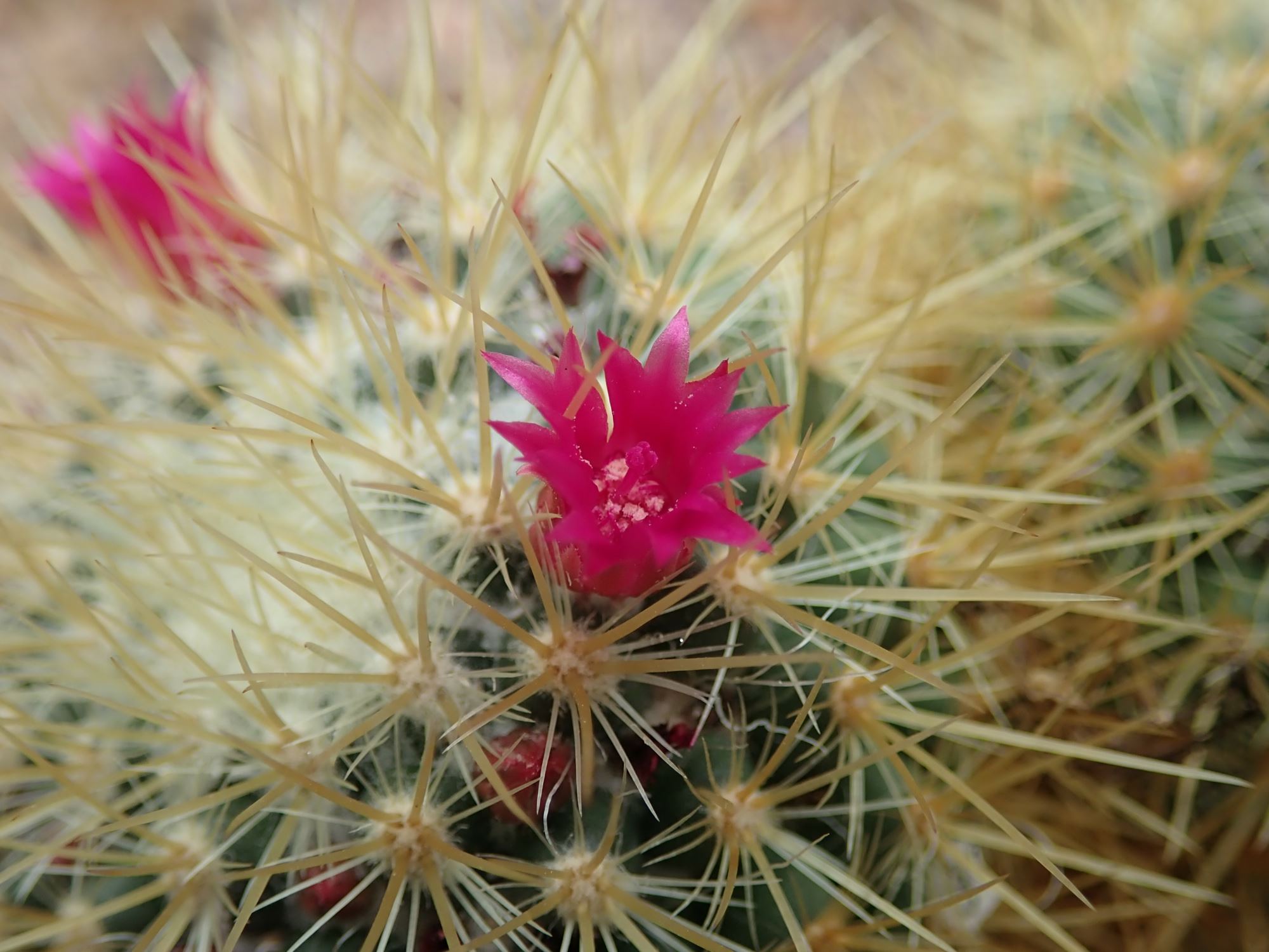 Image of Mammillaria rhodantha subsp. rhodantha