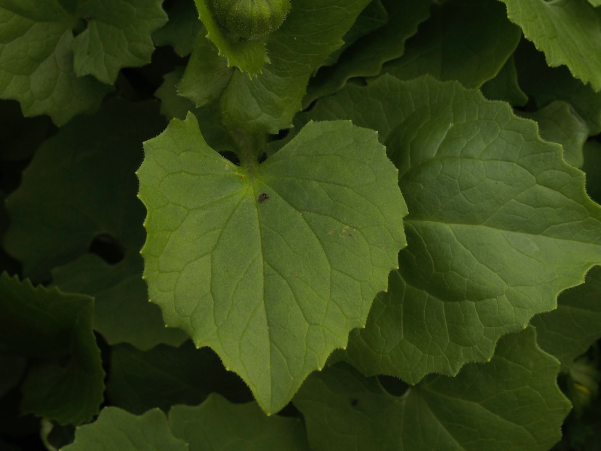 Image of Doronicum Ã— willdenowii