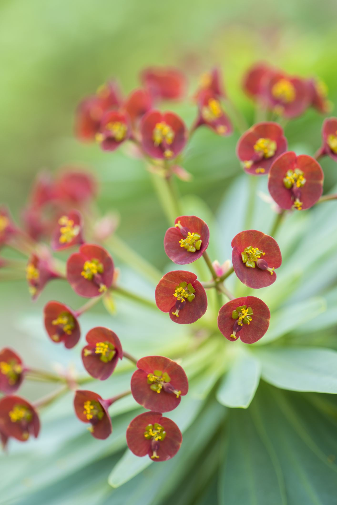 Image of Euphorbia atropurpurea