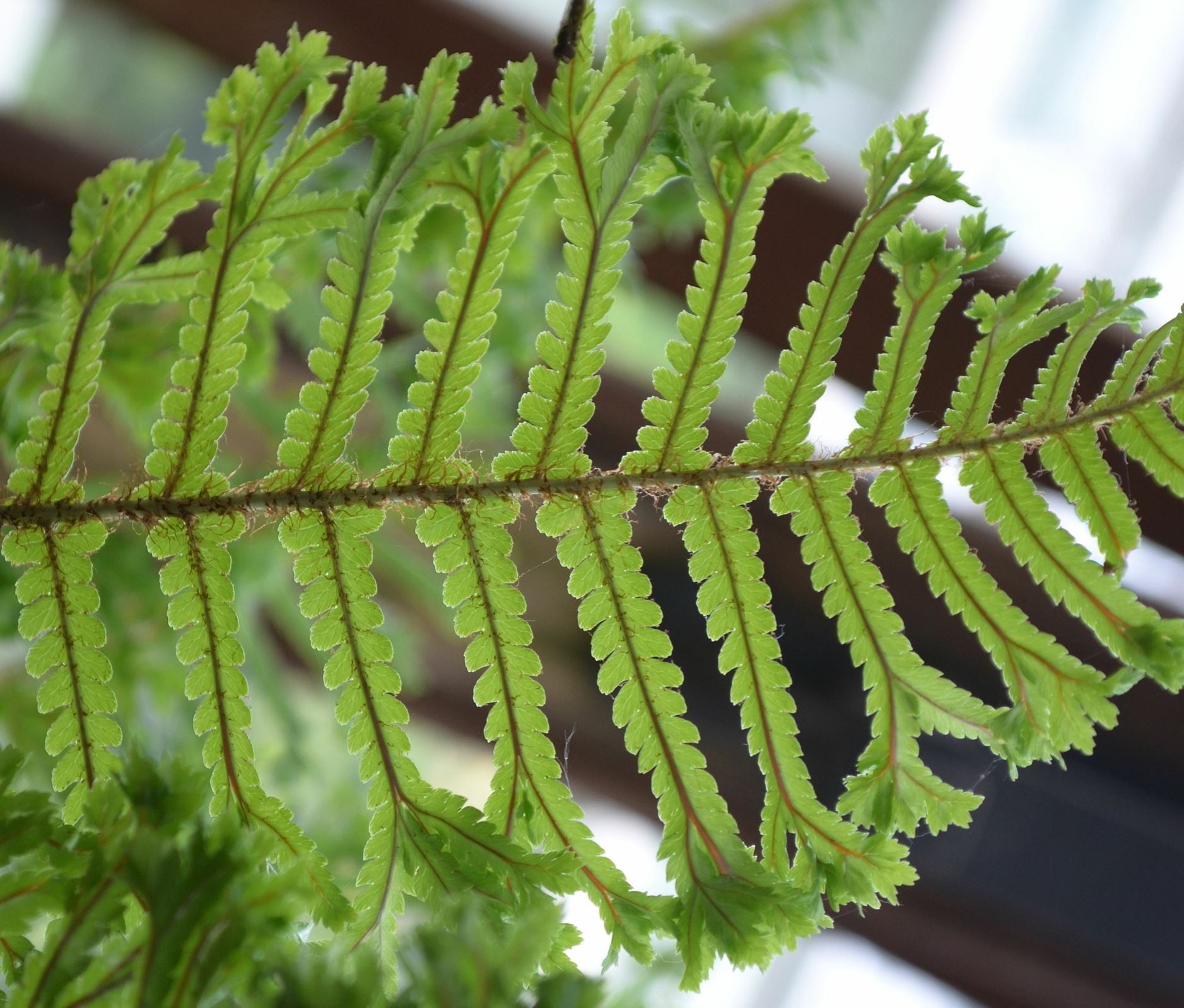 Image of Dryopteris affinis 'Cristata'