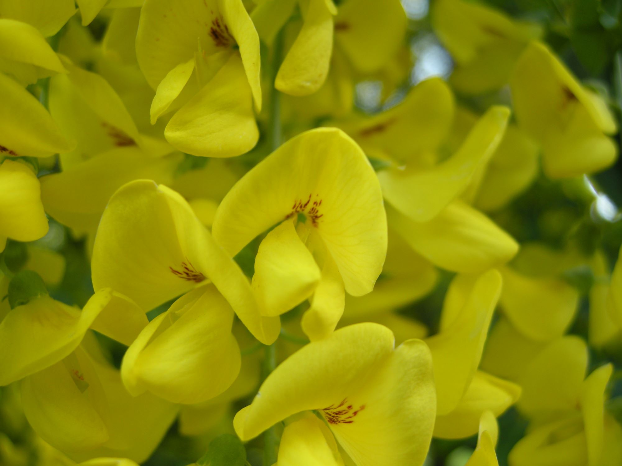 Image of Gymnocladus dioica