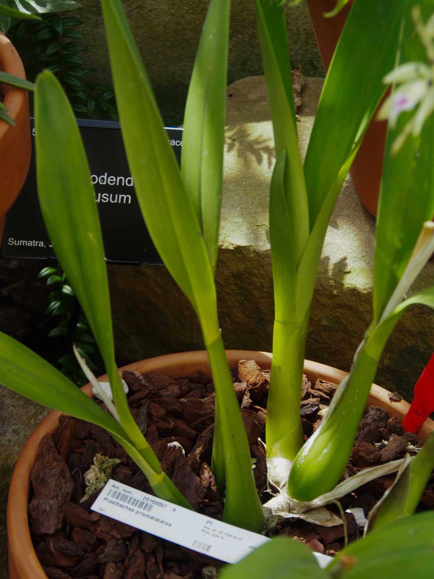 Image of Prosthechea prismatocarpa