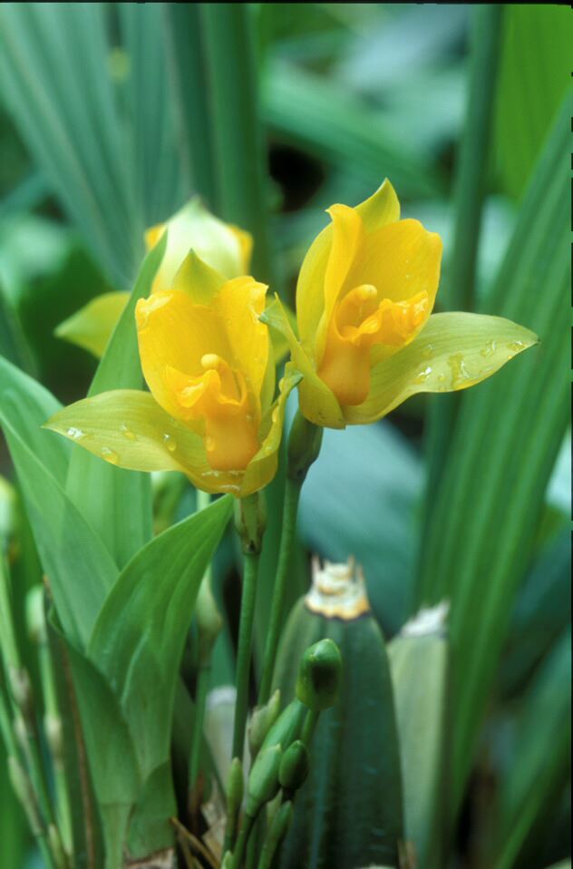 Image of Lycaste suaveolens