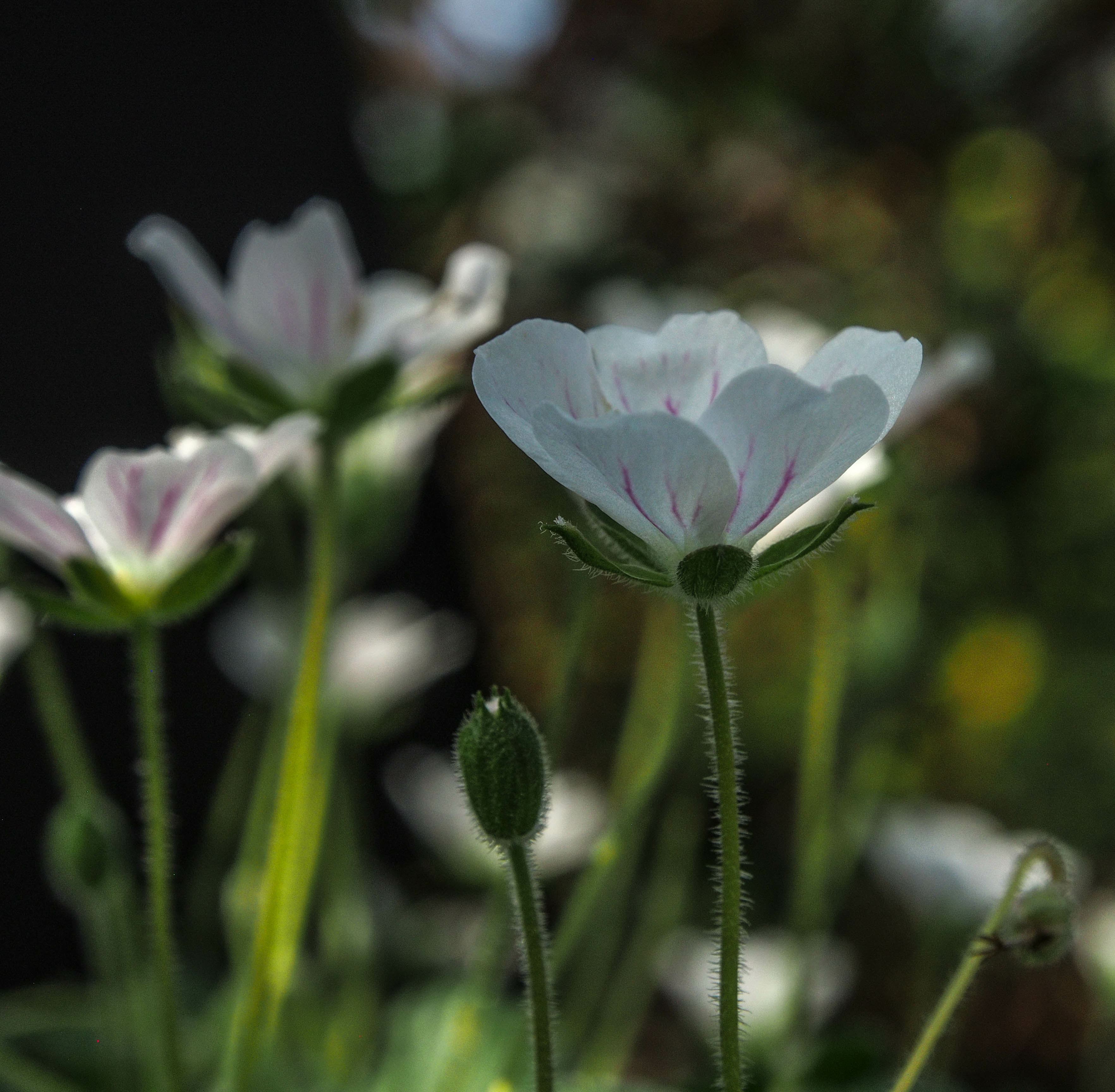 Image of Erodium Ã— variabile 'Album'