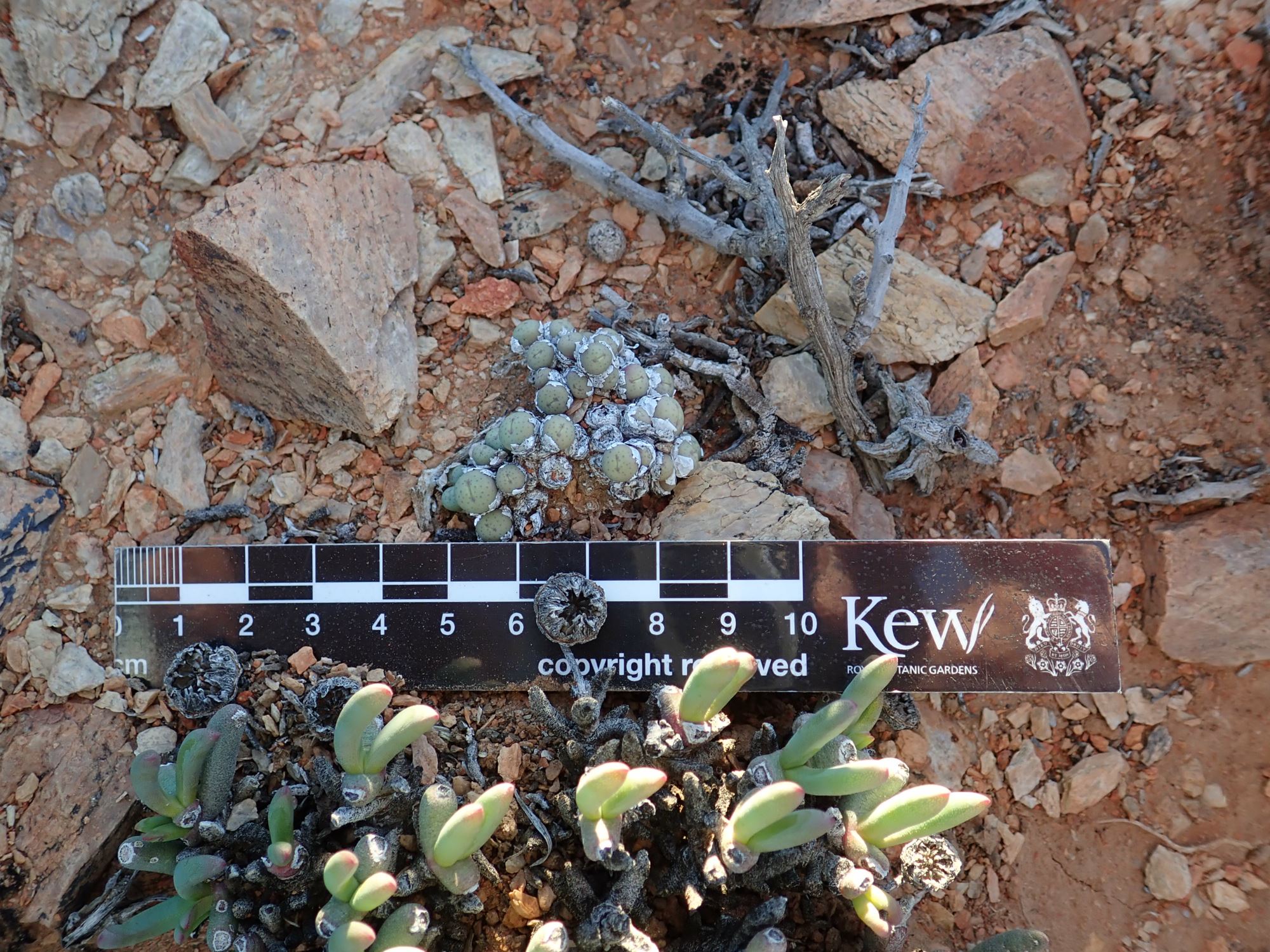 Image of Conophytum breve