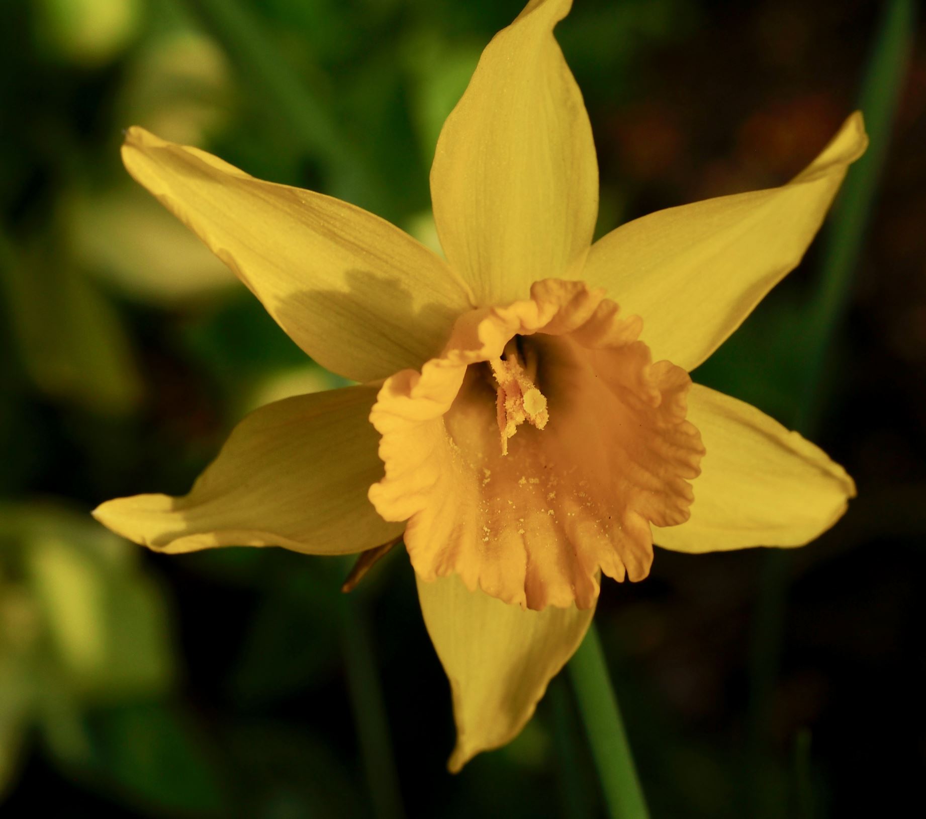 Image of Narcissus 'February Gold'