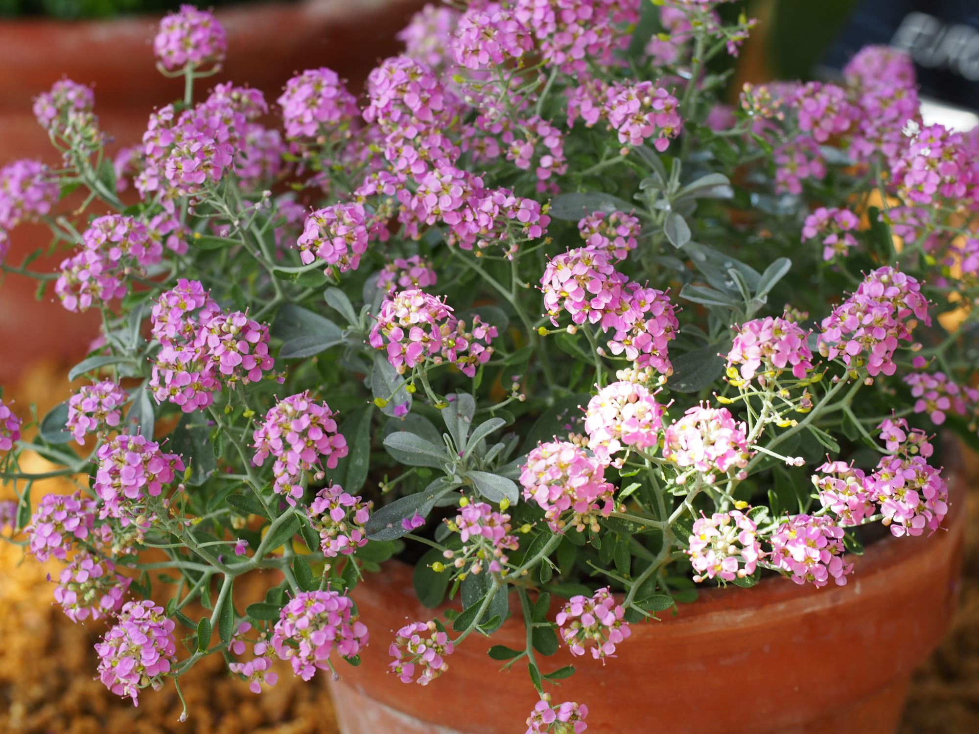 Image of Ptilotrichum spinosa 'Roseum'