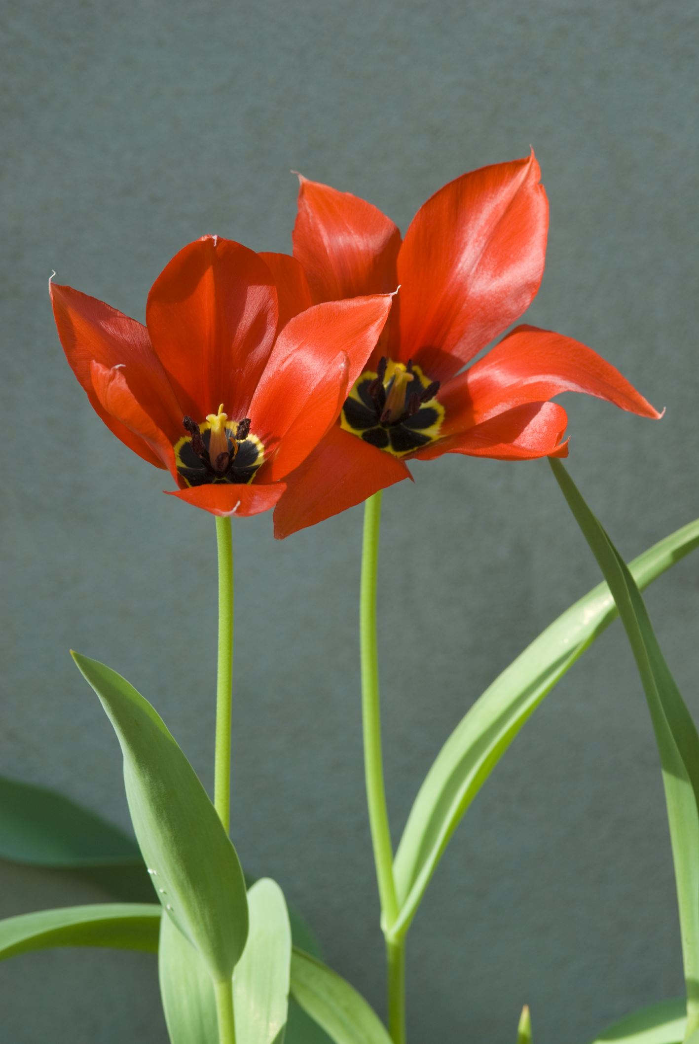 Image of Tulipa undulatifolia