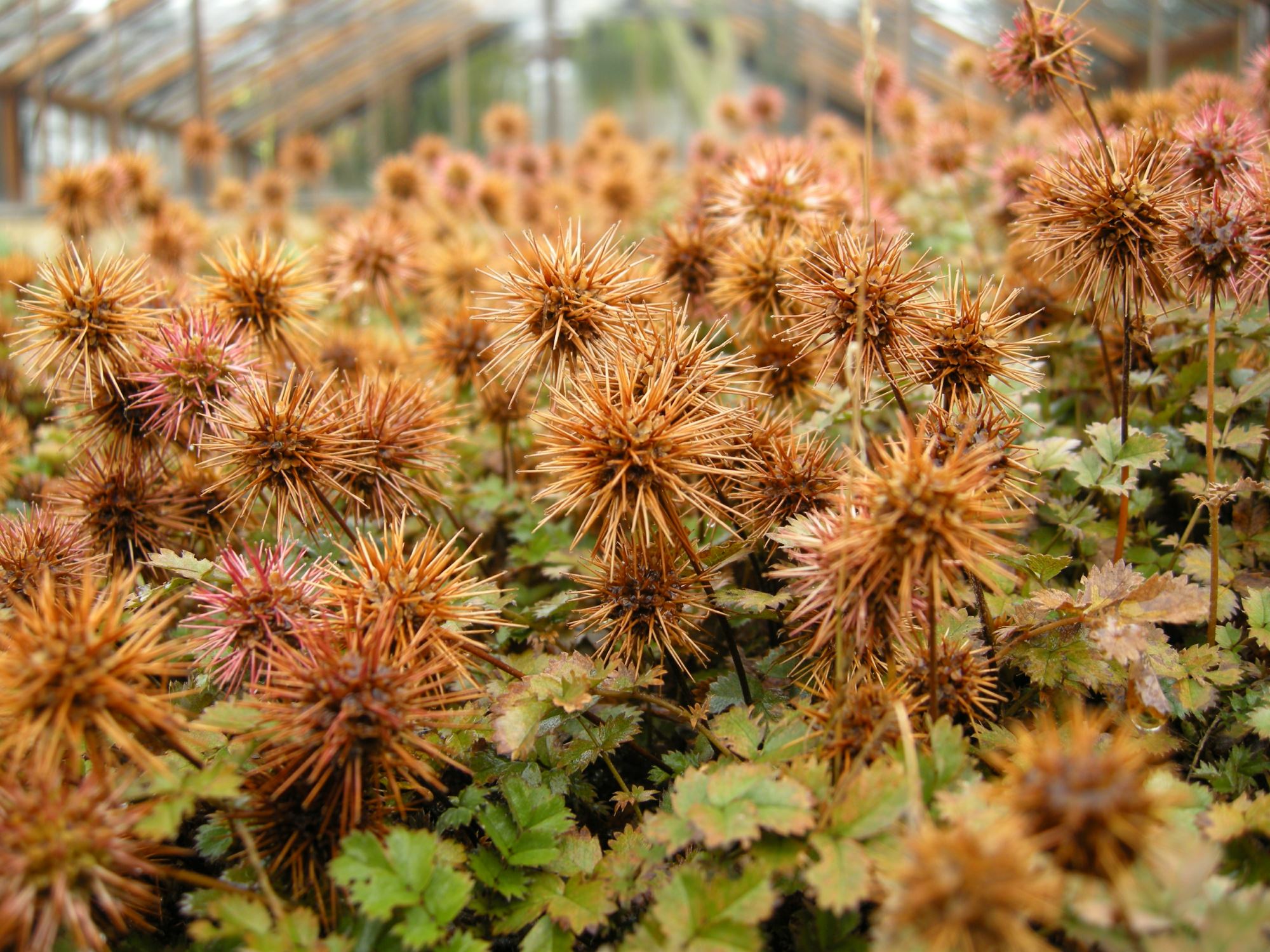 Image of Acaena inermis
